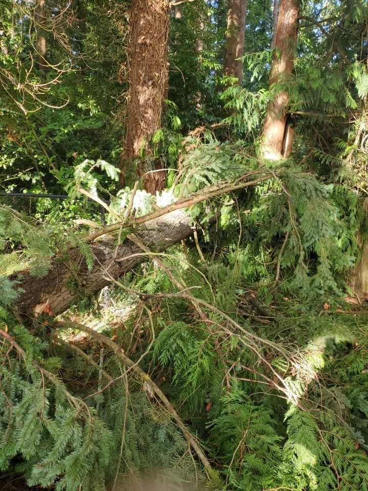 Tree Removal using Tree Removal by Mike Jones & Sons Tree Service LLC 