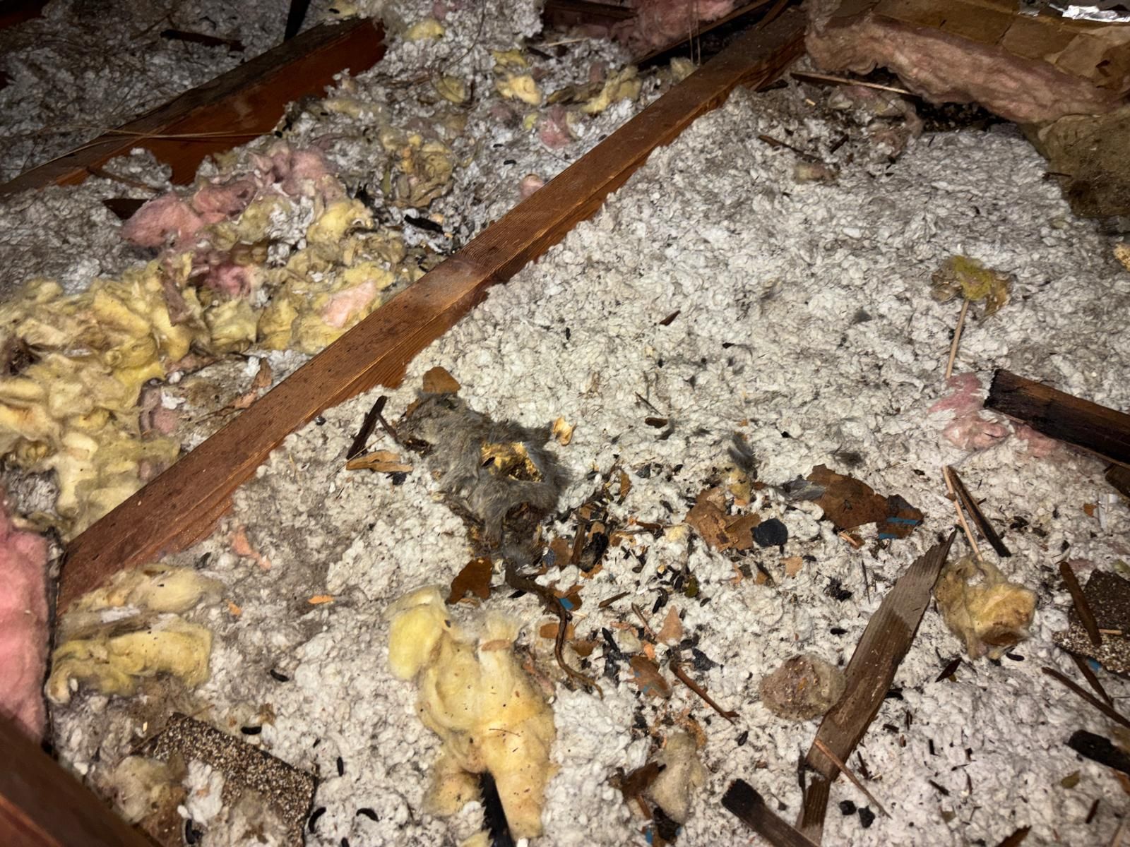 Project in Long Beach by Insulation Labs