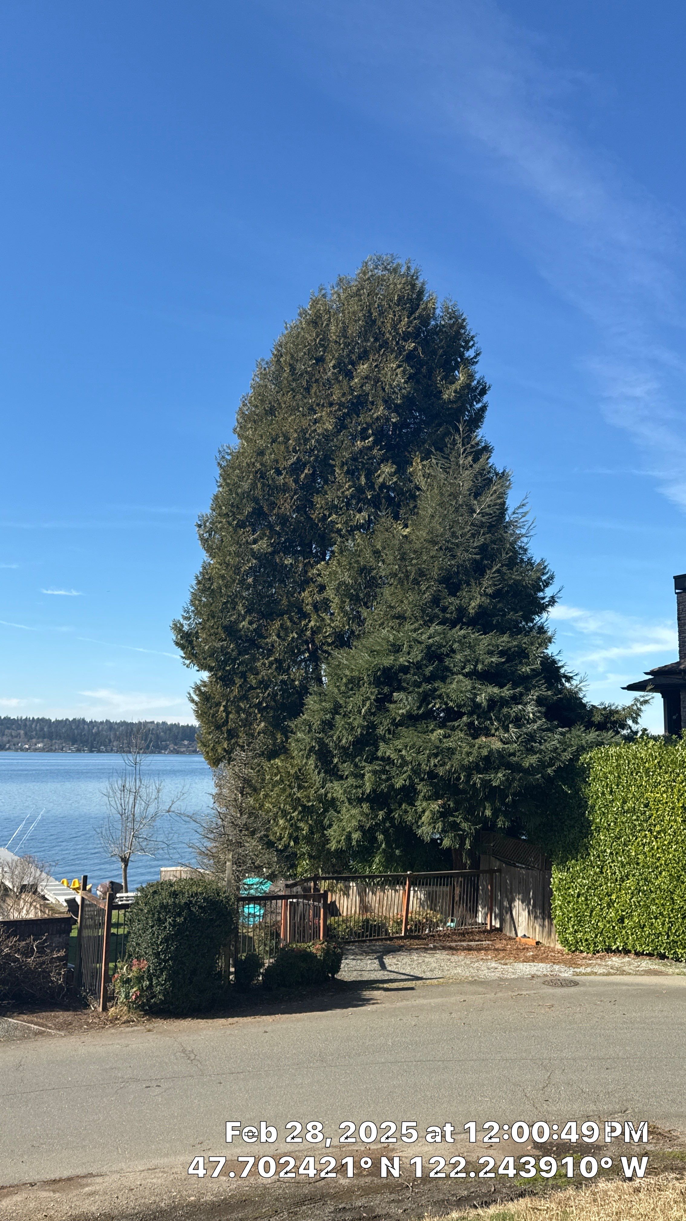 🧾 Tree Support System Assessment & Landmark Tree Risk Report – Holmes Point, Kirkland, WA by Sound Tree Care LLC