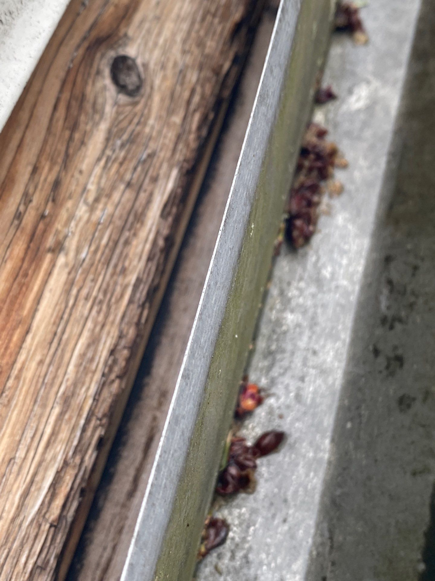 Roofing & Gutters | Lawrence by Mighty Dog Roofing of Greater Middlesex County