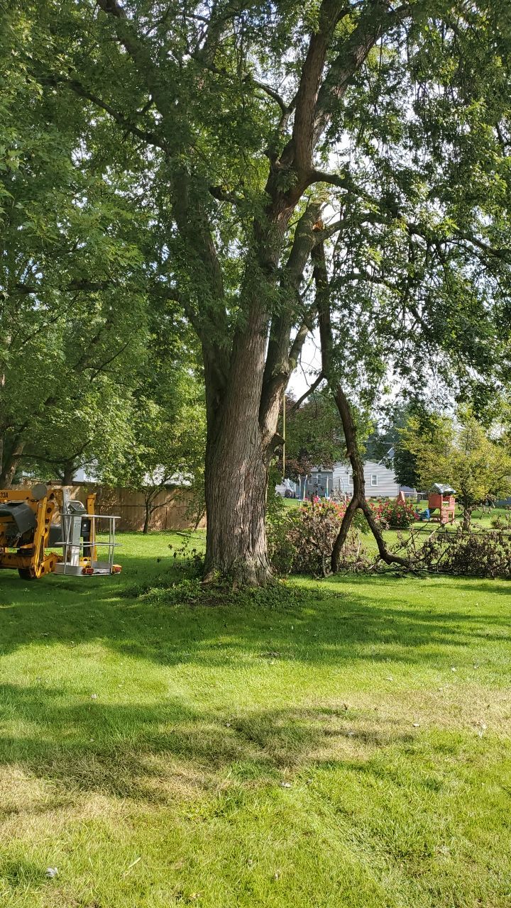 Tree Removal by Mike Jones & Sons Tree Service LLC 