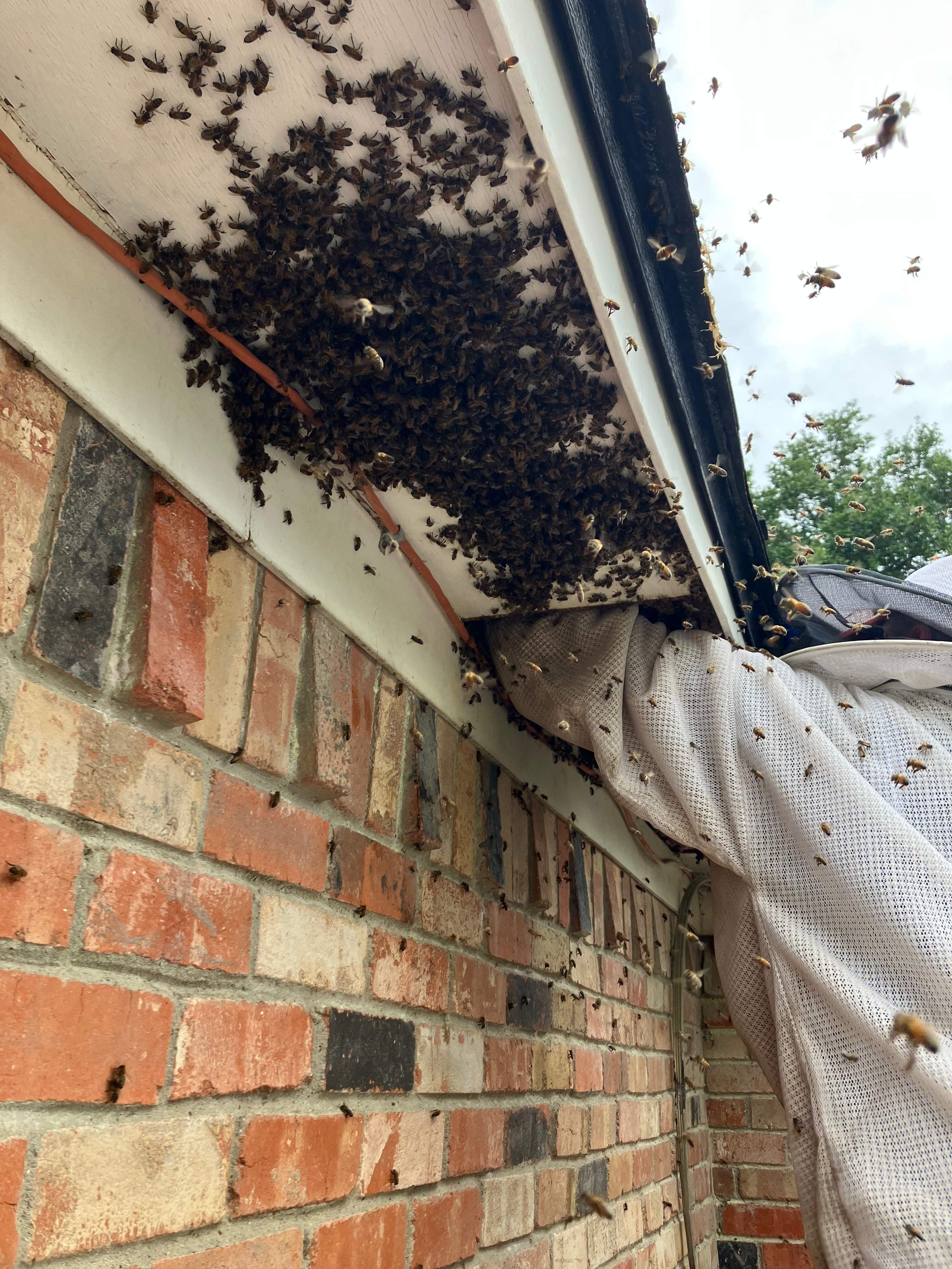 Improper Repair by Rockwall Honey Bee Company