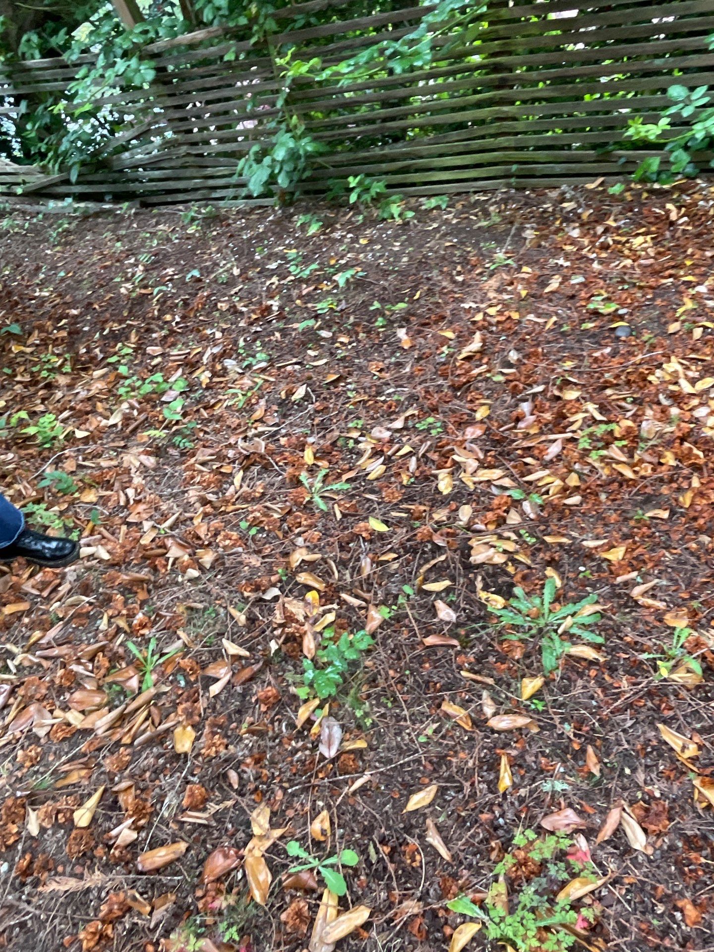 🌿Tree Inventory Showcase – Lake Forest Park, WA by Sound Tree Care LLC