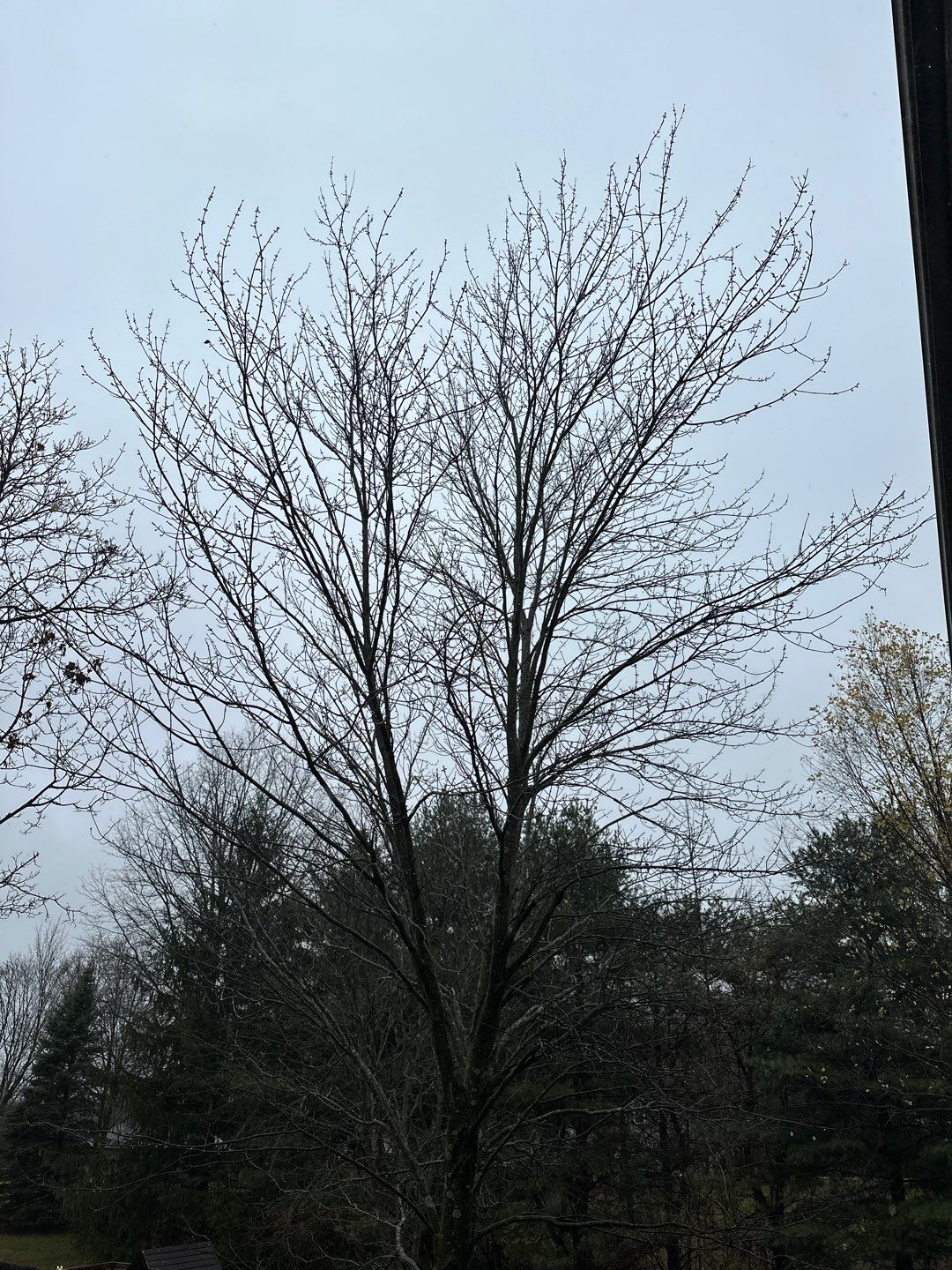 Tree Trimming using Tree Pruing by Mike Jones & Sons Tree Service LLC 