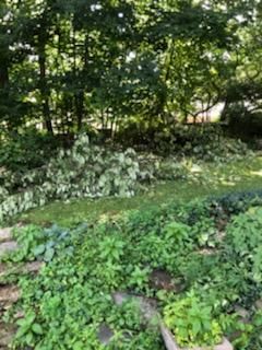Tree Removal using Tree Removal by Mike Jones & Sons Tree Service LLC 