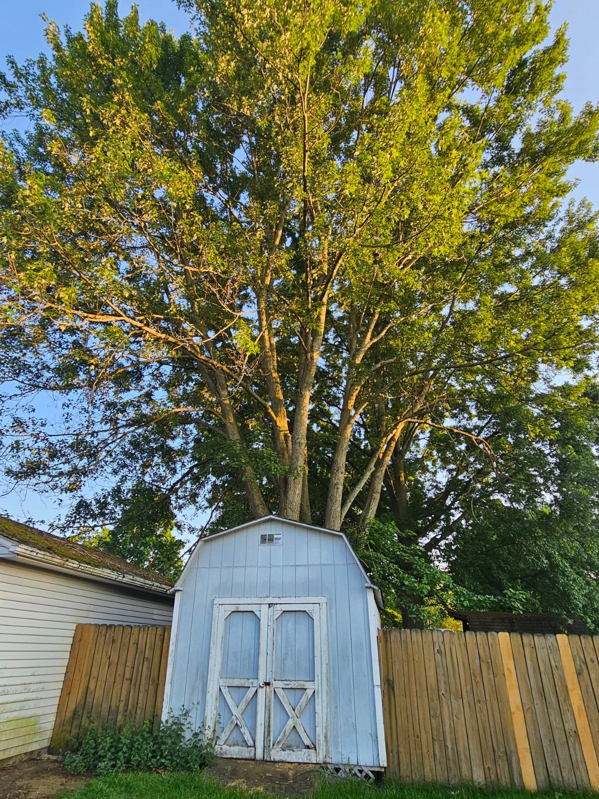 Tree Trimming using Tree Pruing by Mike Jones & Sons Tree Service LLC 