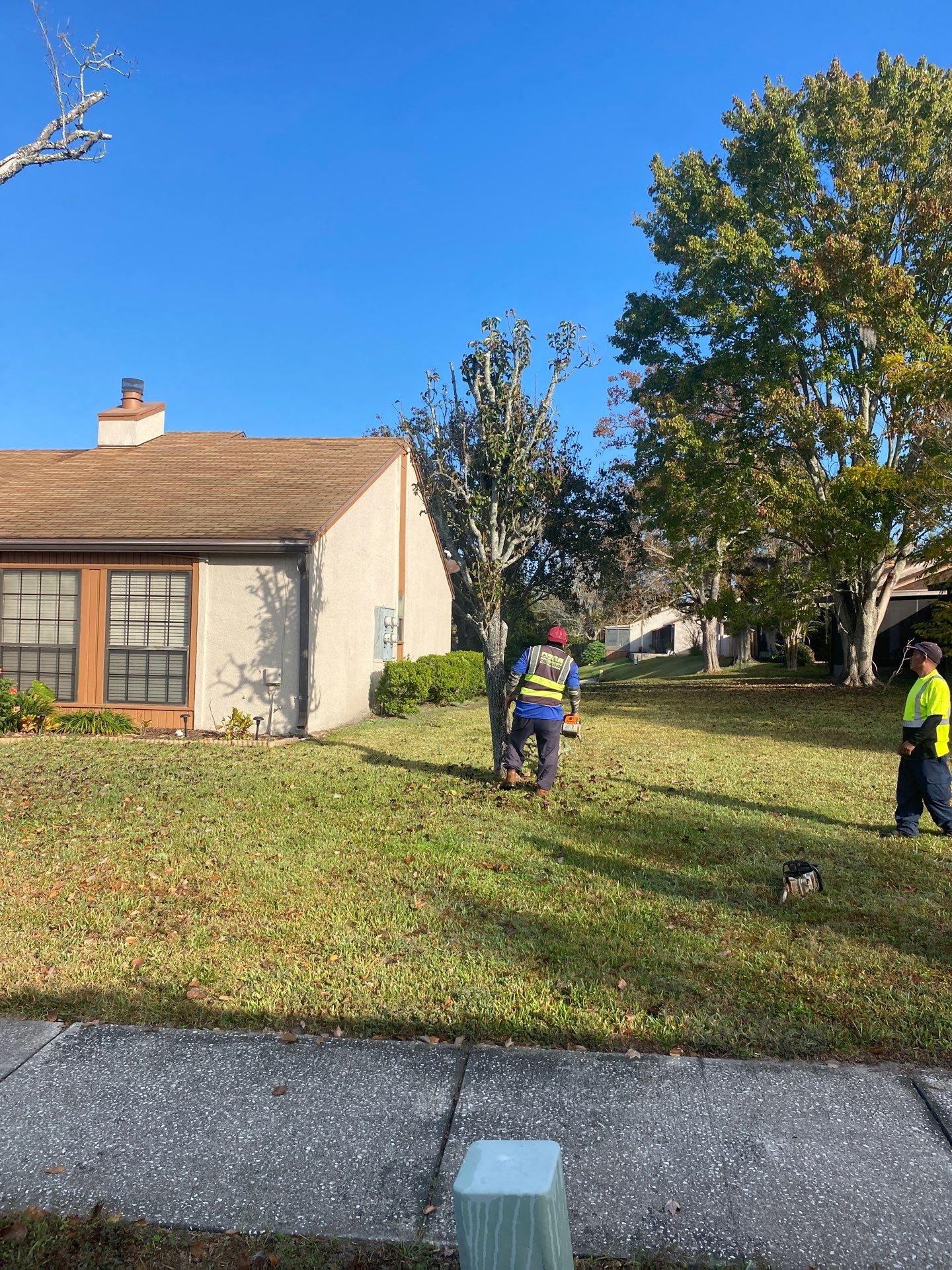 Residential | Tree Removal & Trimming by ProGreen Services