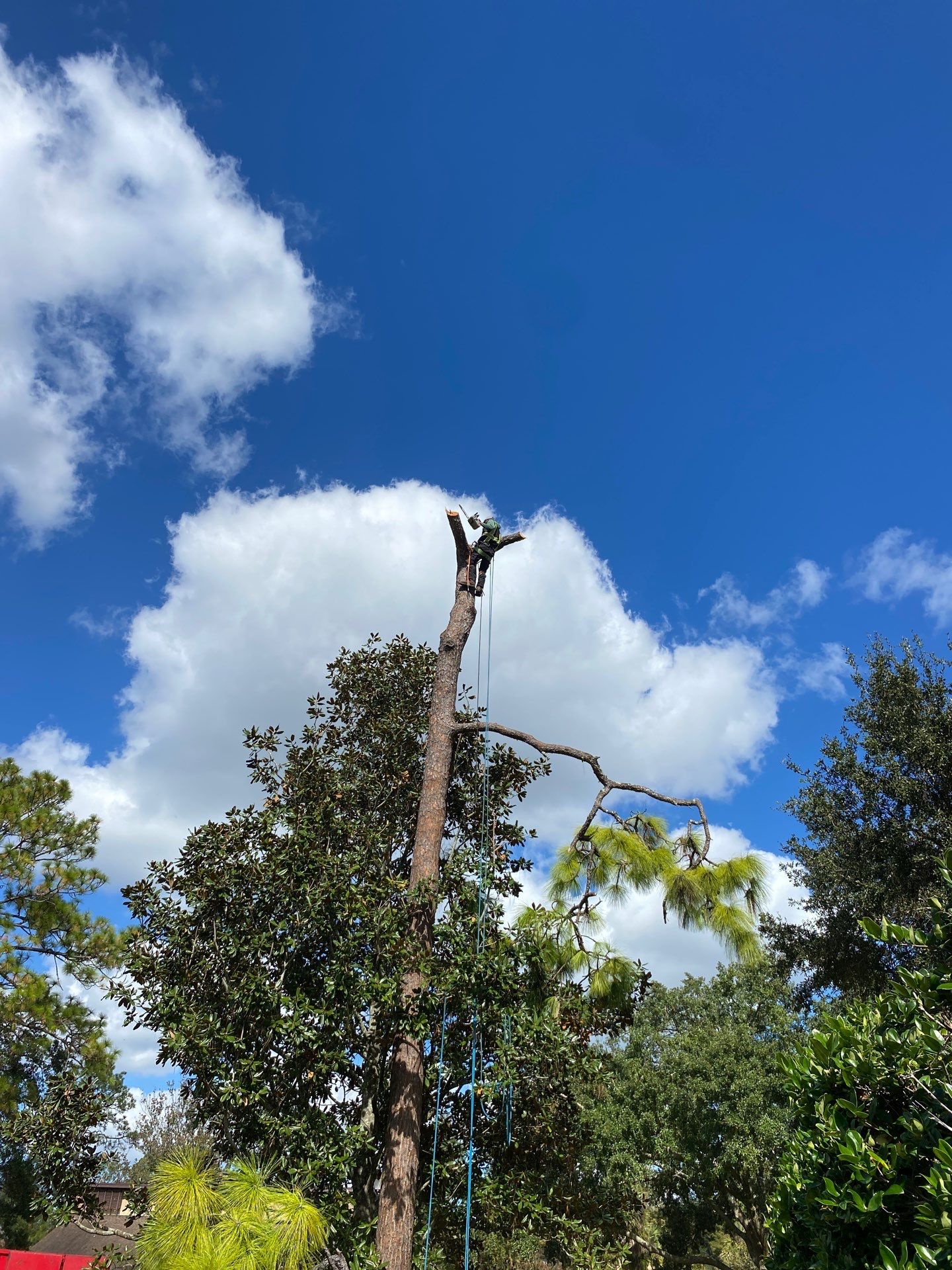 Deerwood Resident | Tree Removal by ProGreen Services