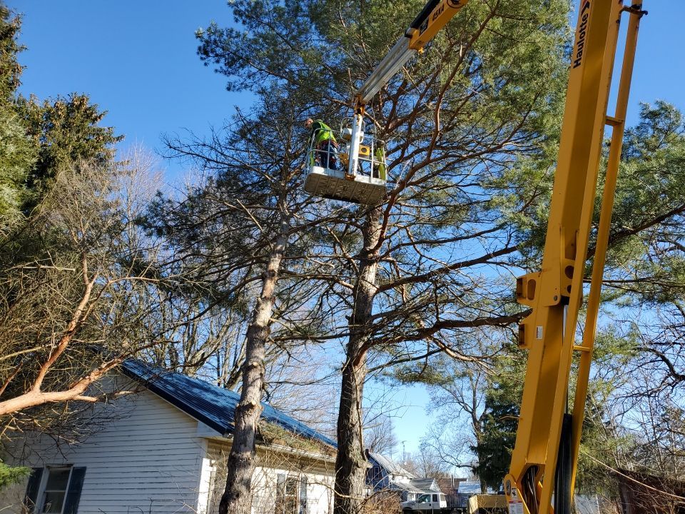 Storm Damaged Tree Removal  using Tree Removal by Mike Jones & Sons Tree Service LLC 
