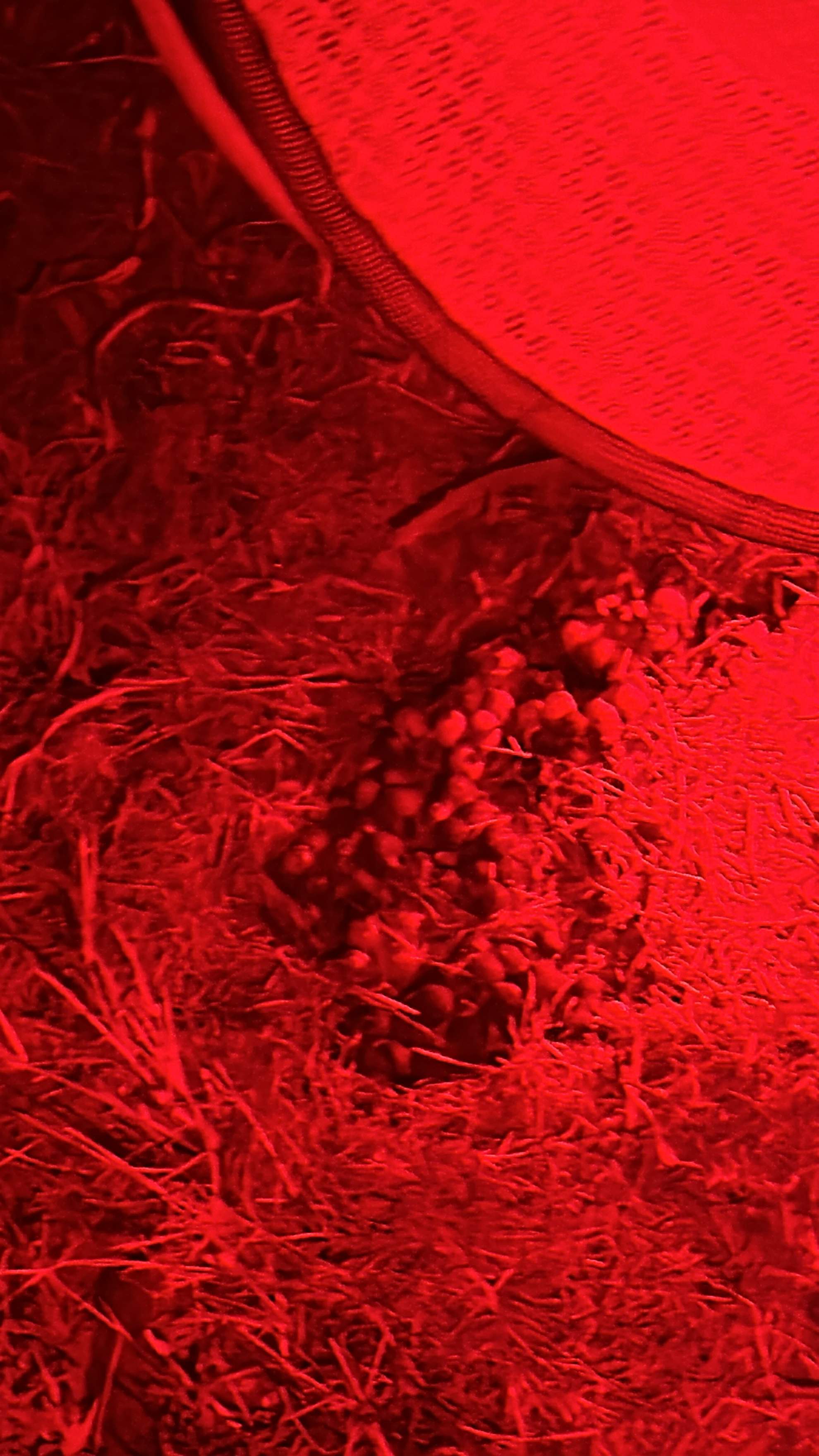 Bumblebees! by Rockwall Honey Bee Company