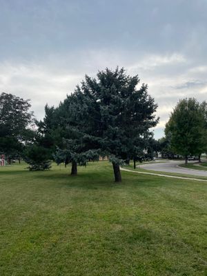 Turner Apt Tree Work