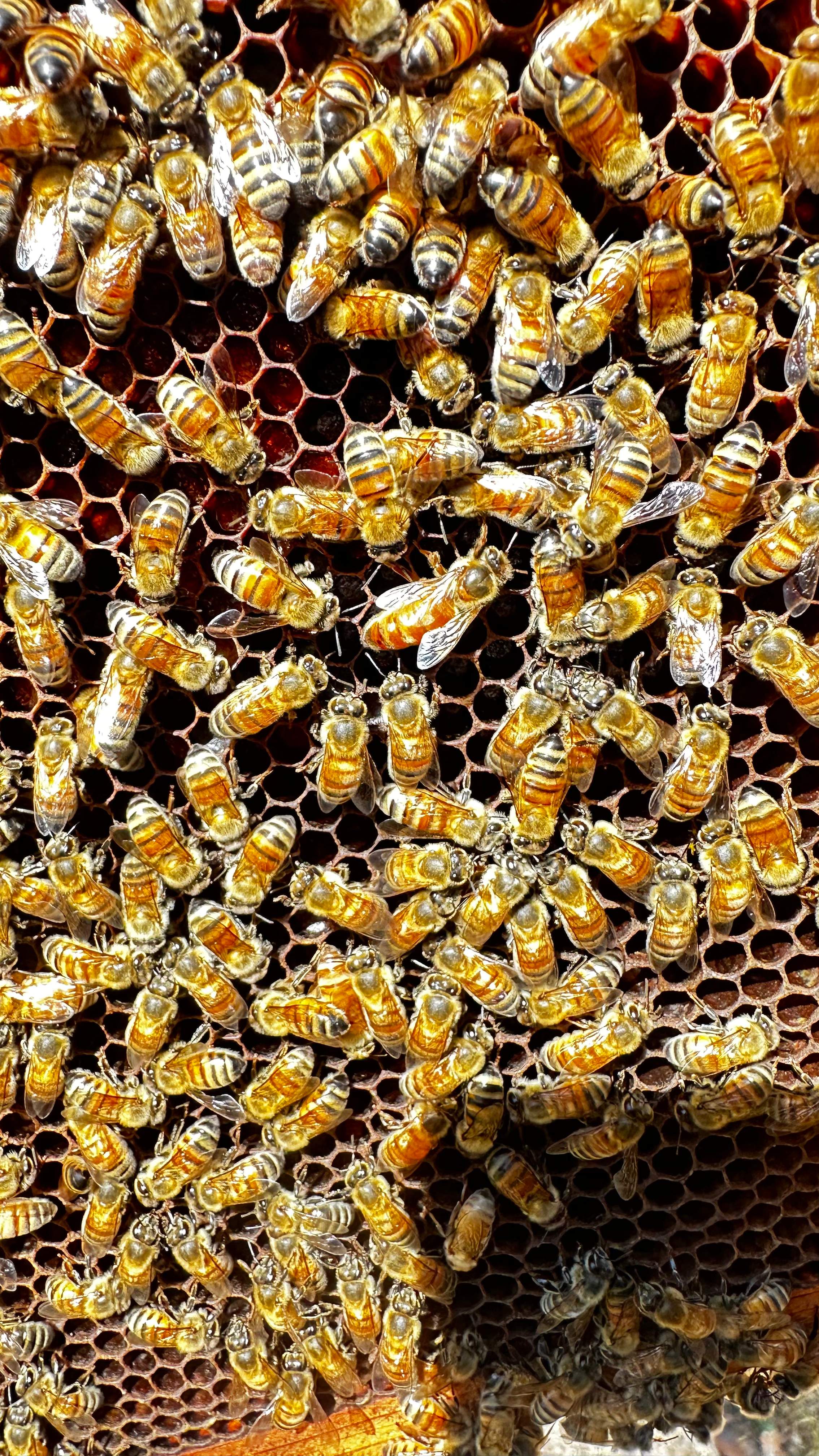 Project in Dallas by Rockwall Honey Bee Company