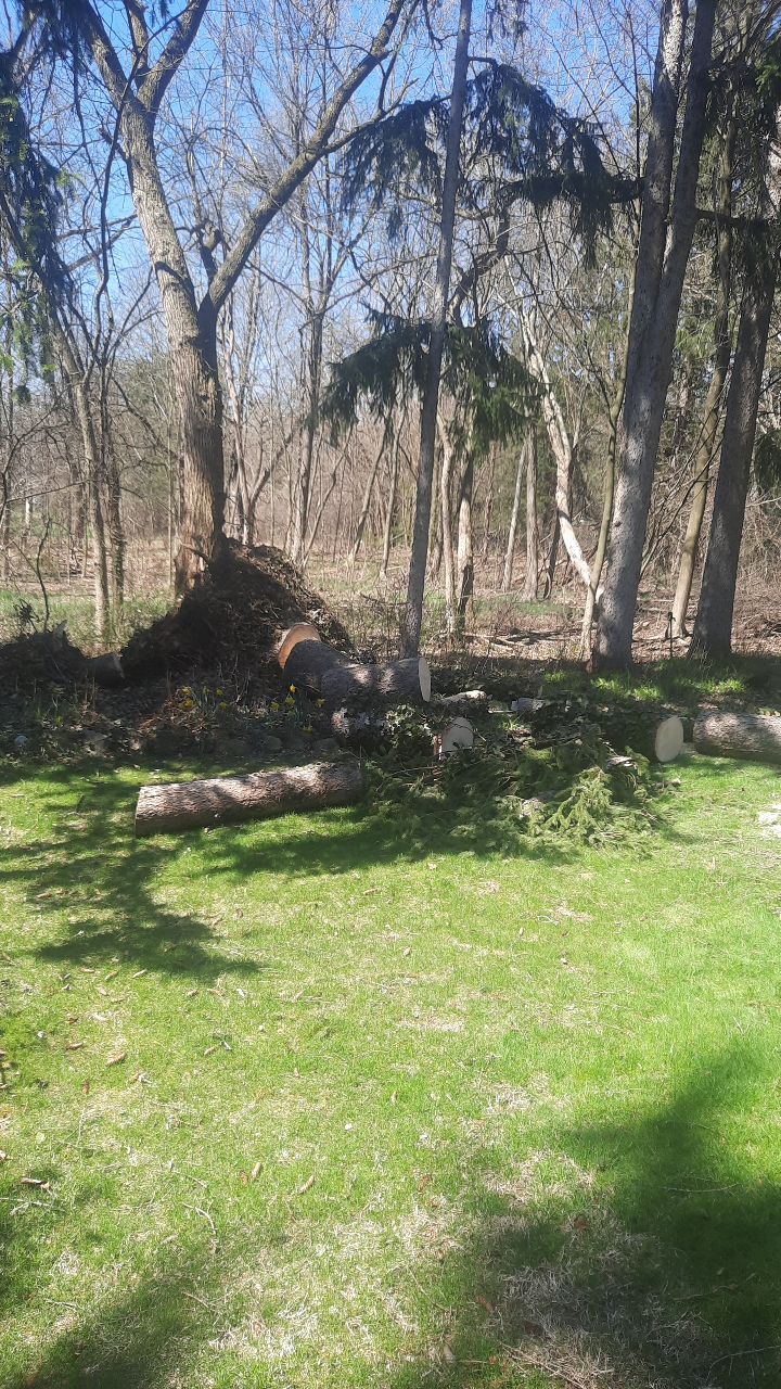 Tree Removal using Tree Removal by Mike Jones & Sons Tree Service LLC 