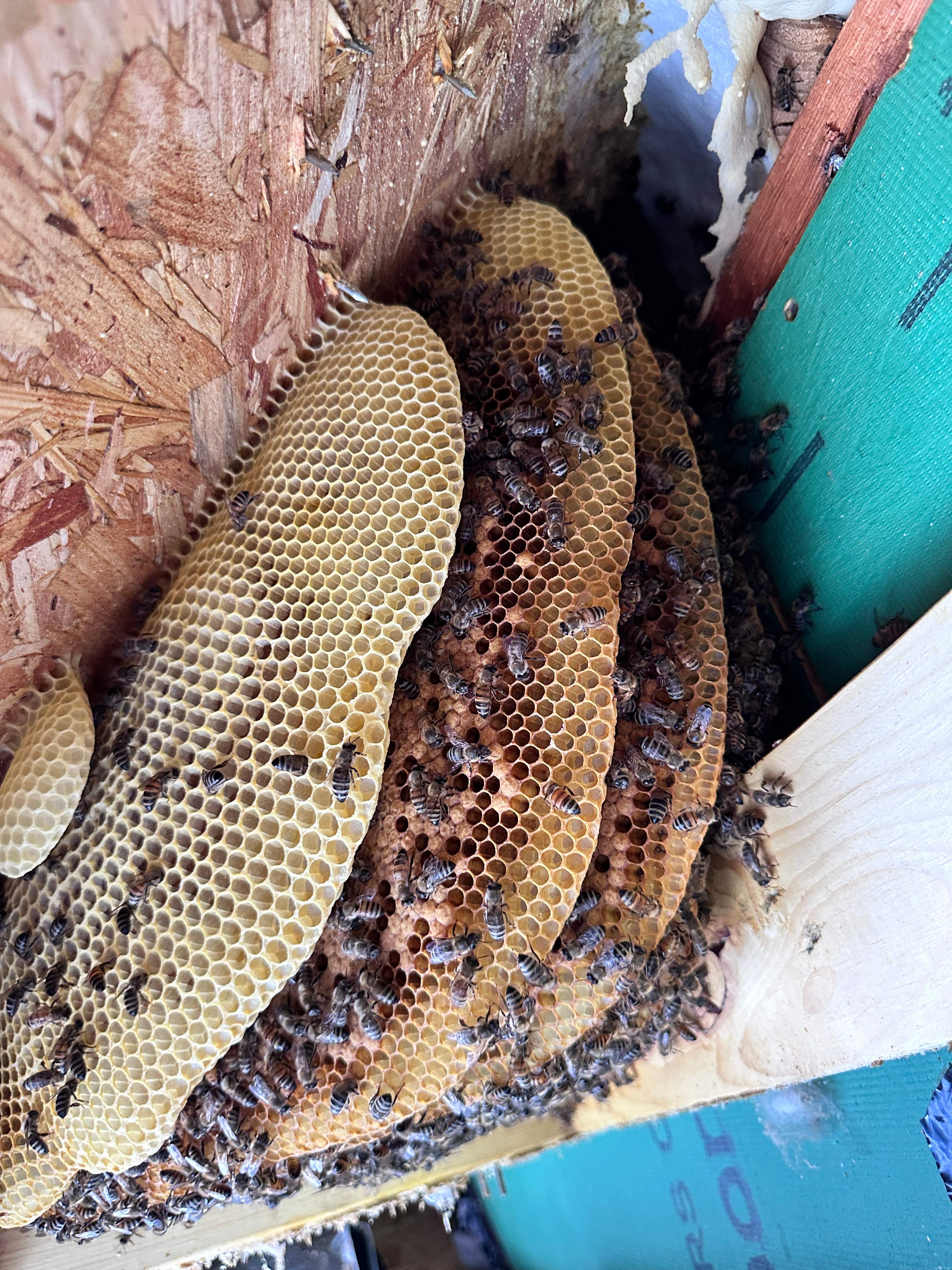 Happy Birthday! by Rockwall Honey Bee Company