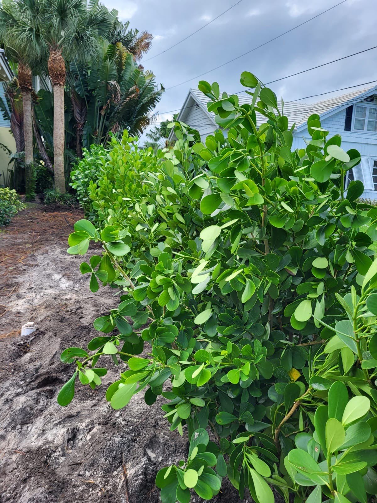 Hazard  by The Landscaping People