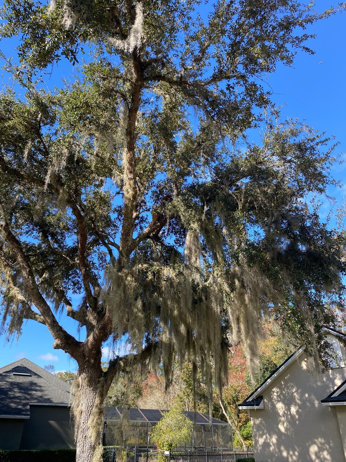 Residential | Tree Service by ProGreen Services