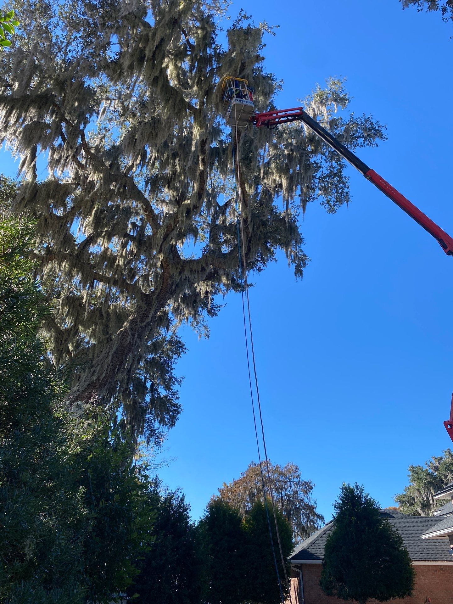 Residential | Tree Service by ProGreen Services