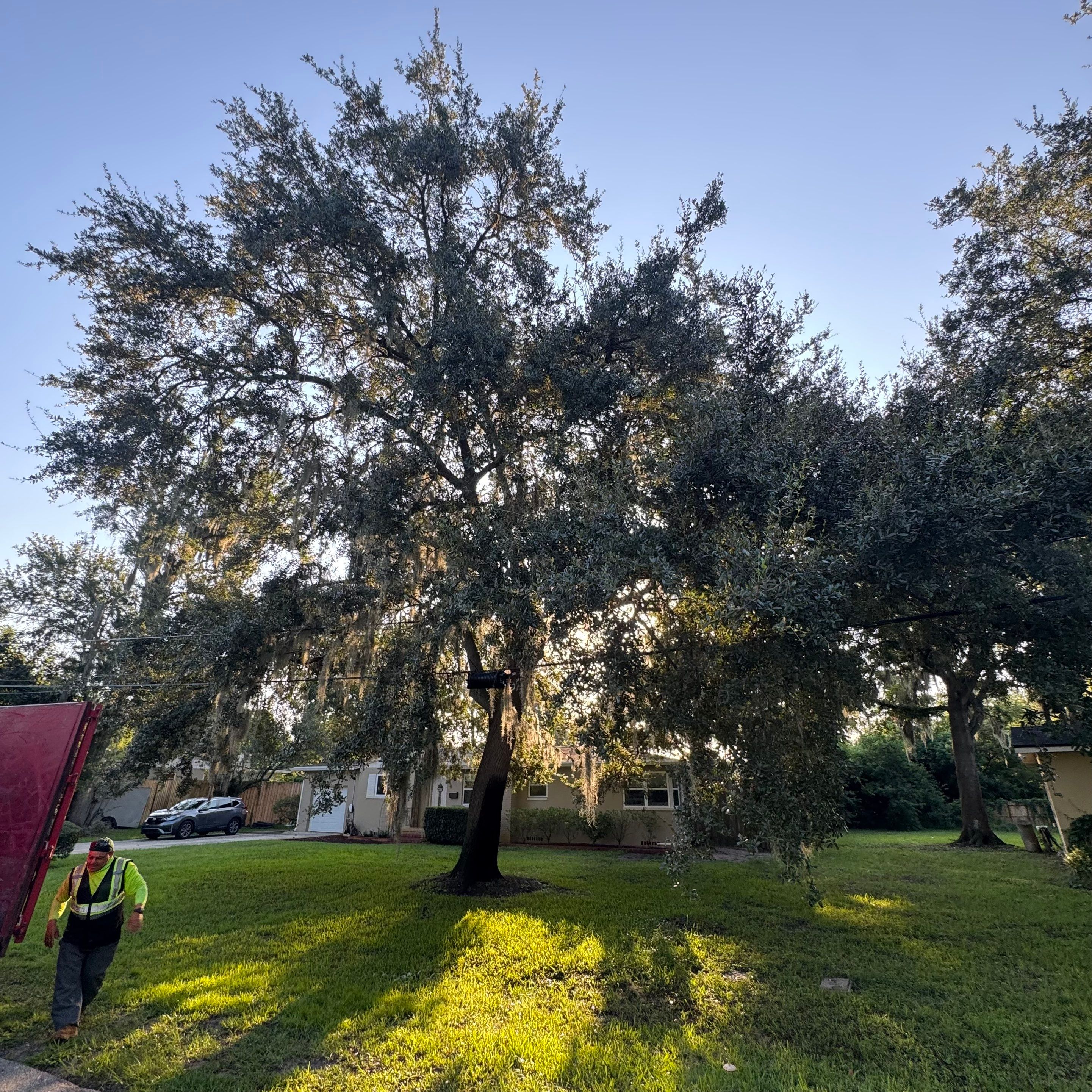 Residential | Tree Trimming  by ProGreen Services
