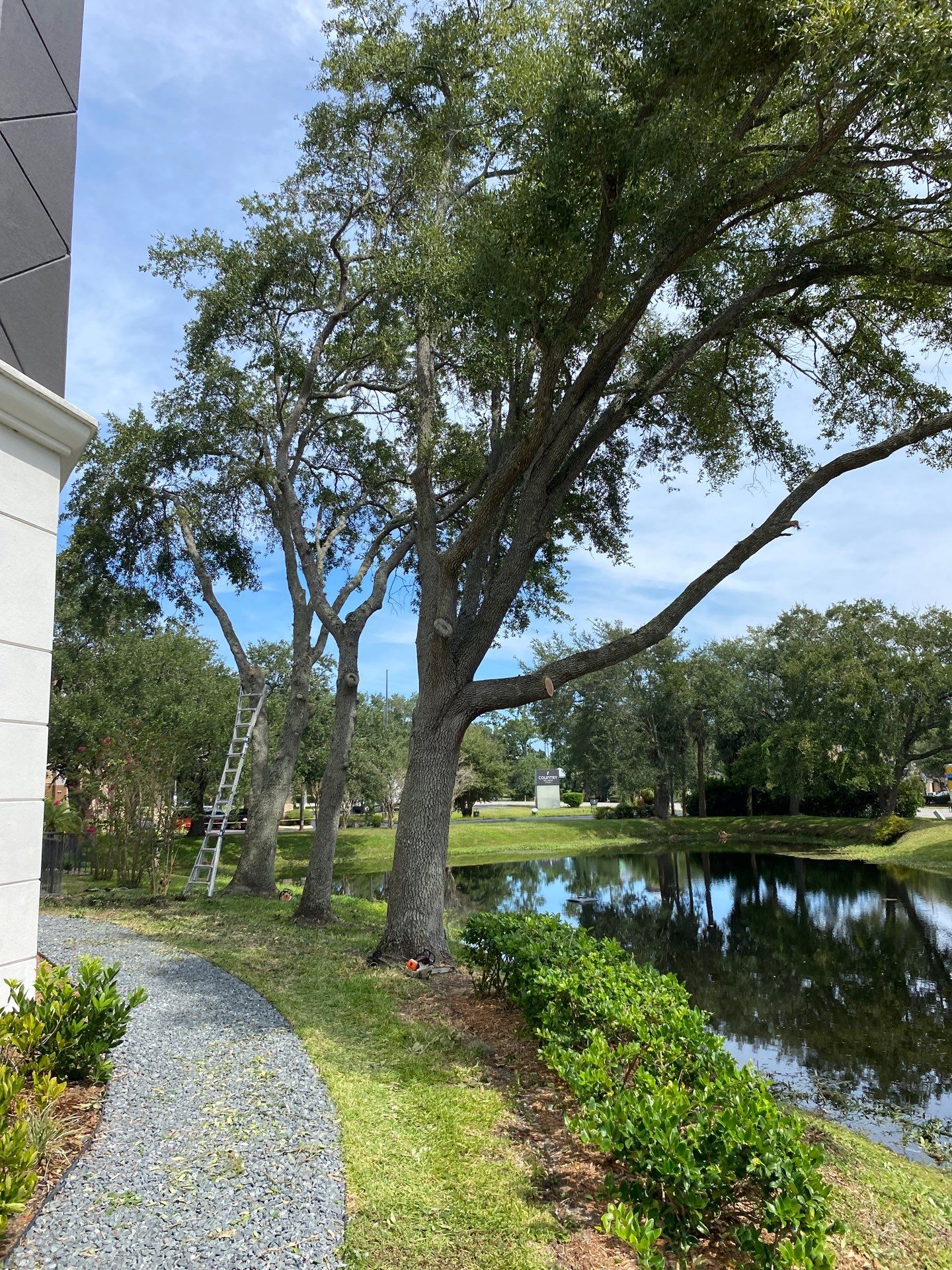 Tree & Shrub Removal | Marriott Hotel by ProGreen Services