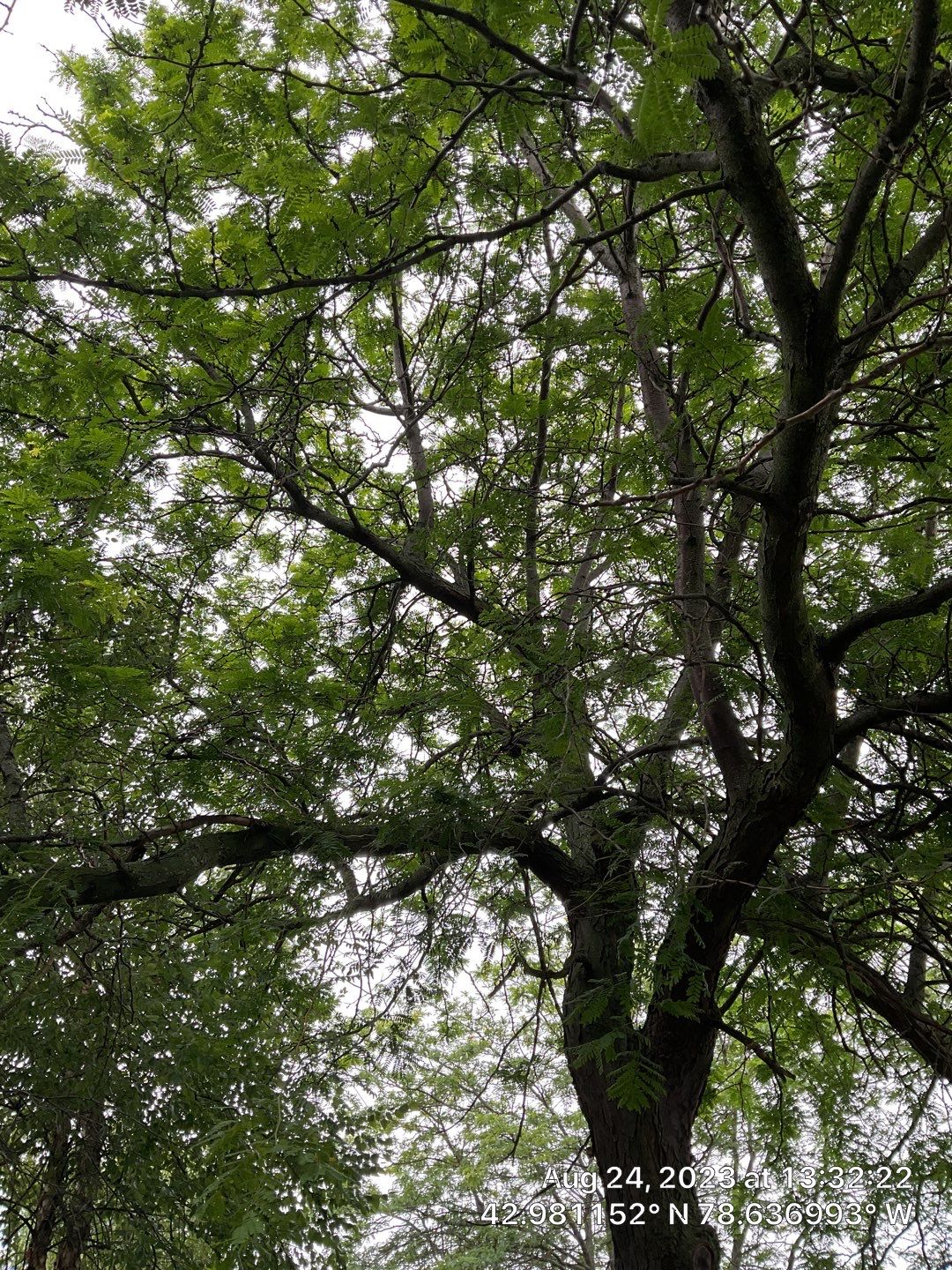 Tree Removal and Pruning by Treeman Tom LLC
