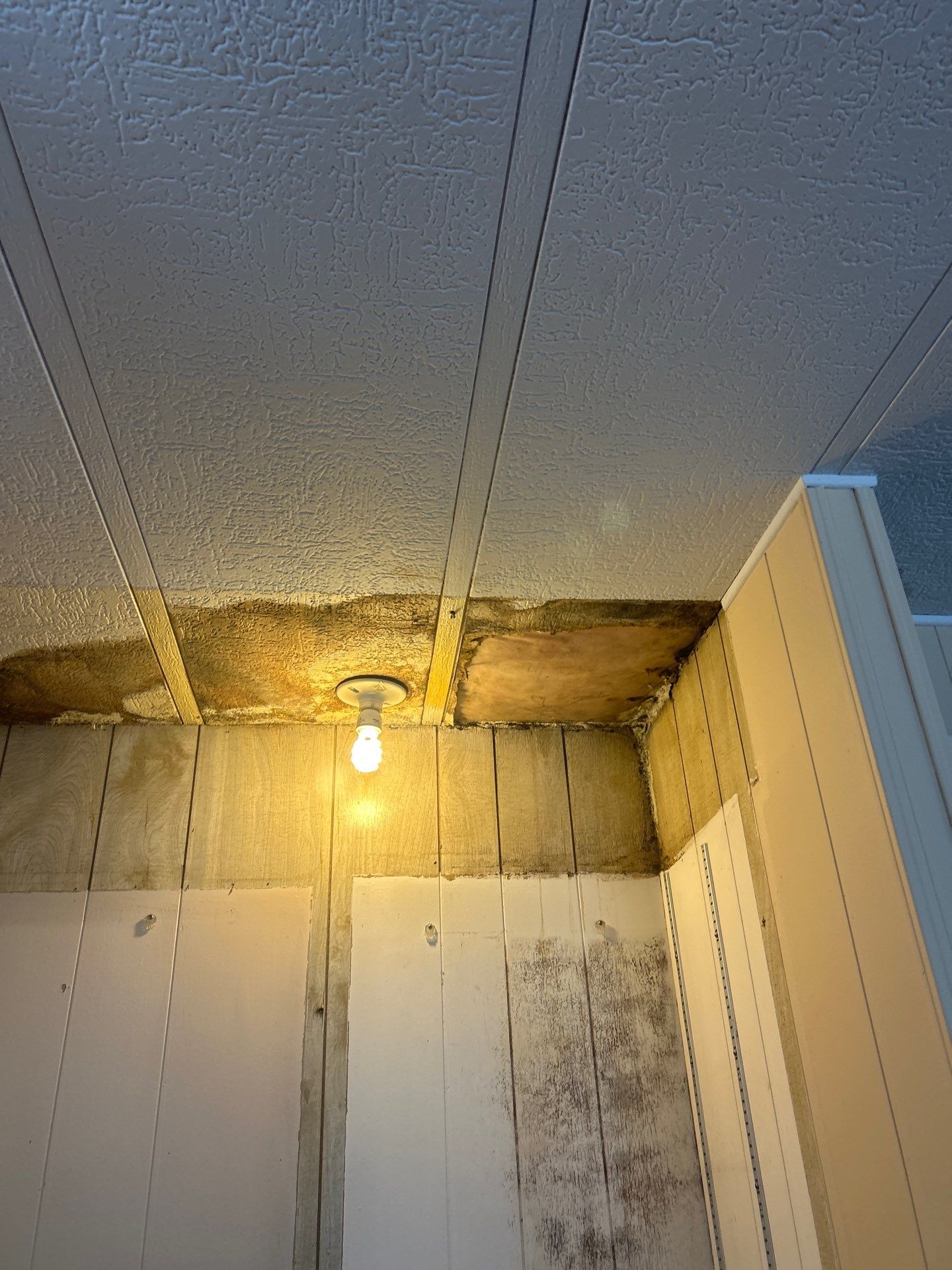 Mold Inspection And Repair In Bradenton by Ampm Restoration Services