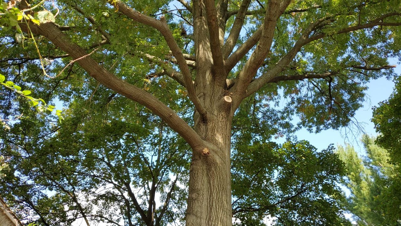 Tree Trimming using Tree Pruing by Mike Jones & Sons Tree Service LLC 