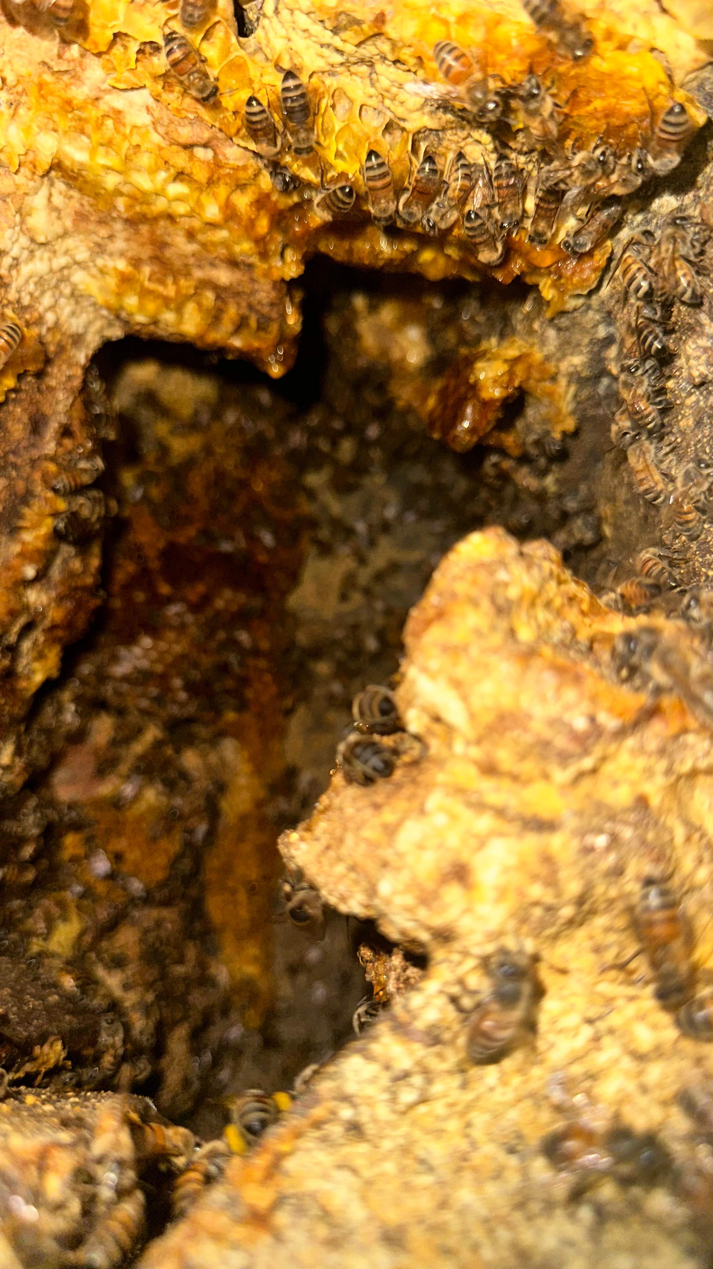 Art Gallery by Rockwall Honey Bee Company