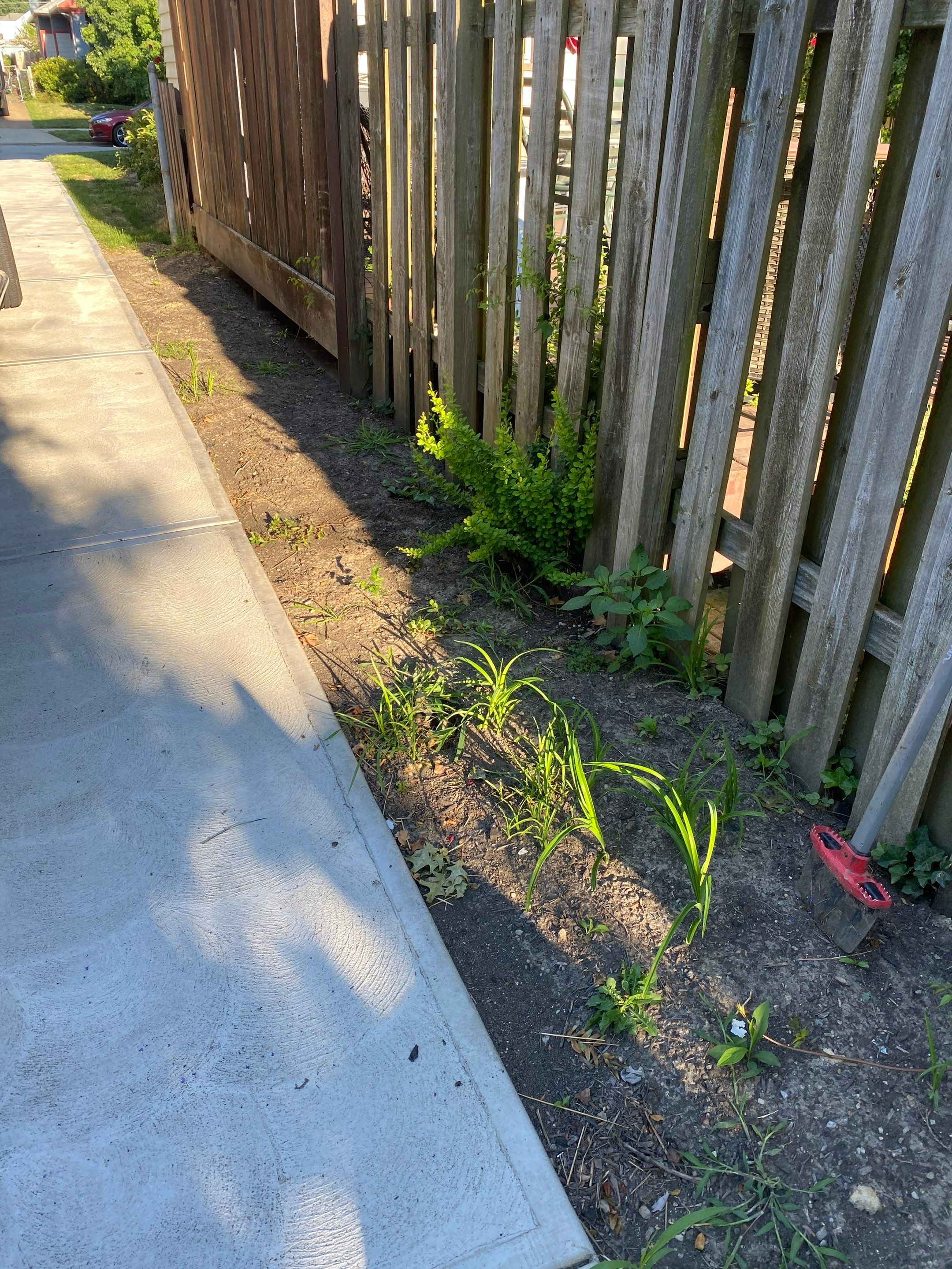 Green Fenceline Install by Elm Rose Gardens