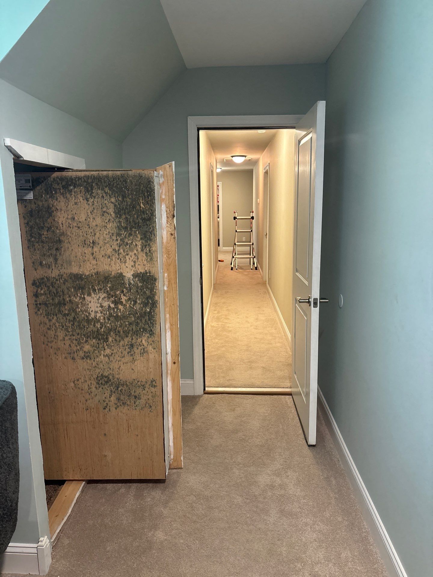 Major Mold Remediation Project by Home Disaster Medics