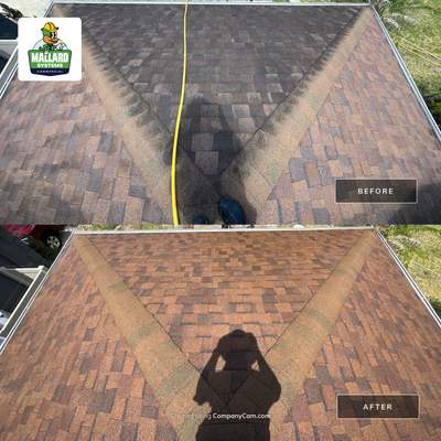 Shingle Roof Cleaning
