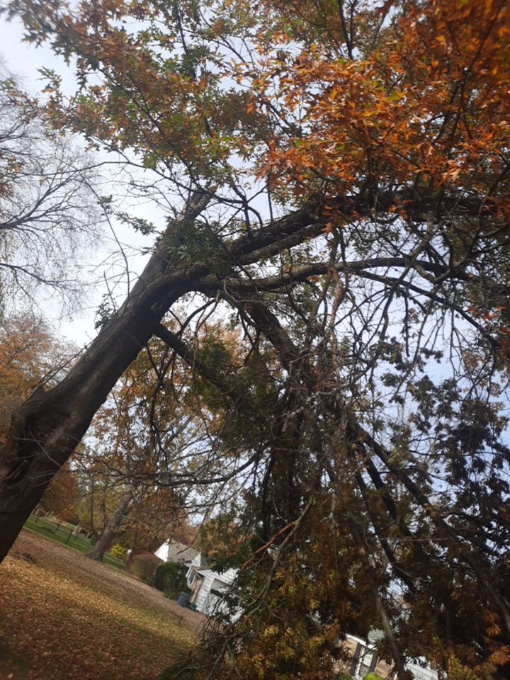 Tree Removal using Tree Removal by Mike Jones & Sons Tree Service LLC 
