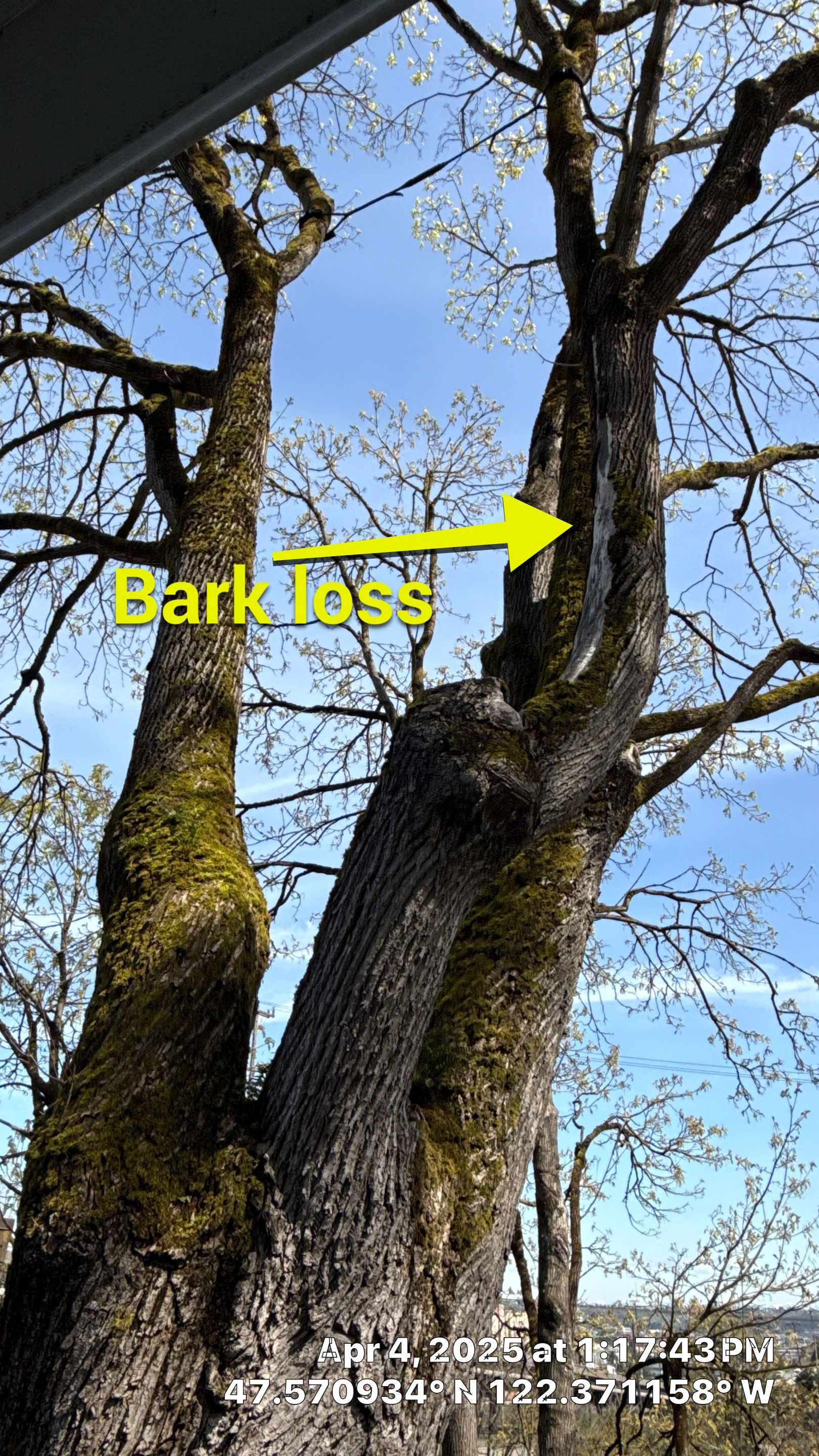 Arborist Assessment using Level 1 Visual Assessment by Sound Tree Care LLC