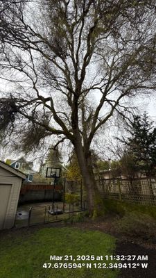 🪓 Hazard Tree Removal for Residential Property – Seattle, WA