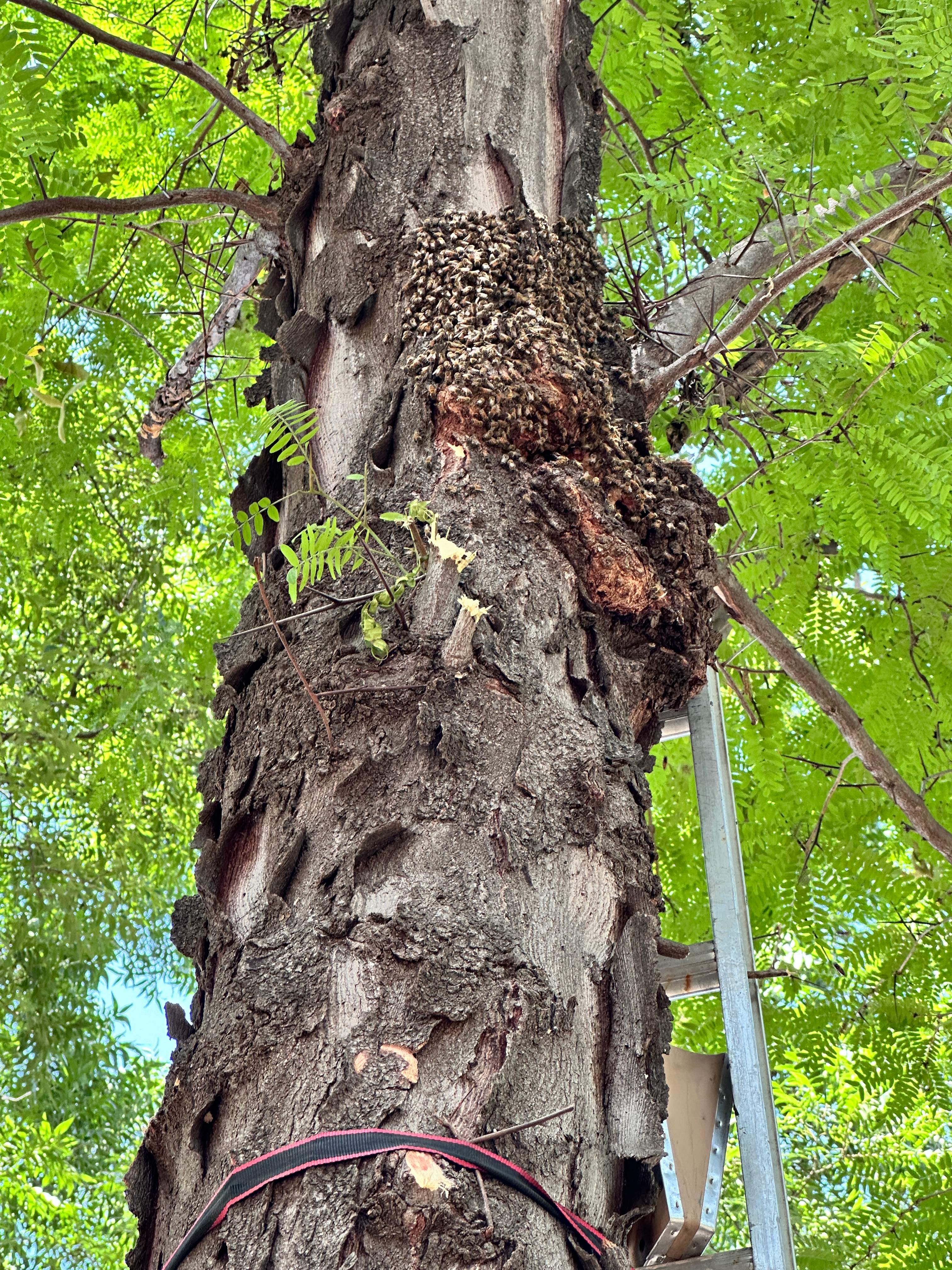 Two More Trees, One More Yard by Rockwall Honey Bee Company