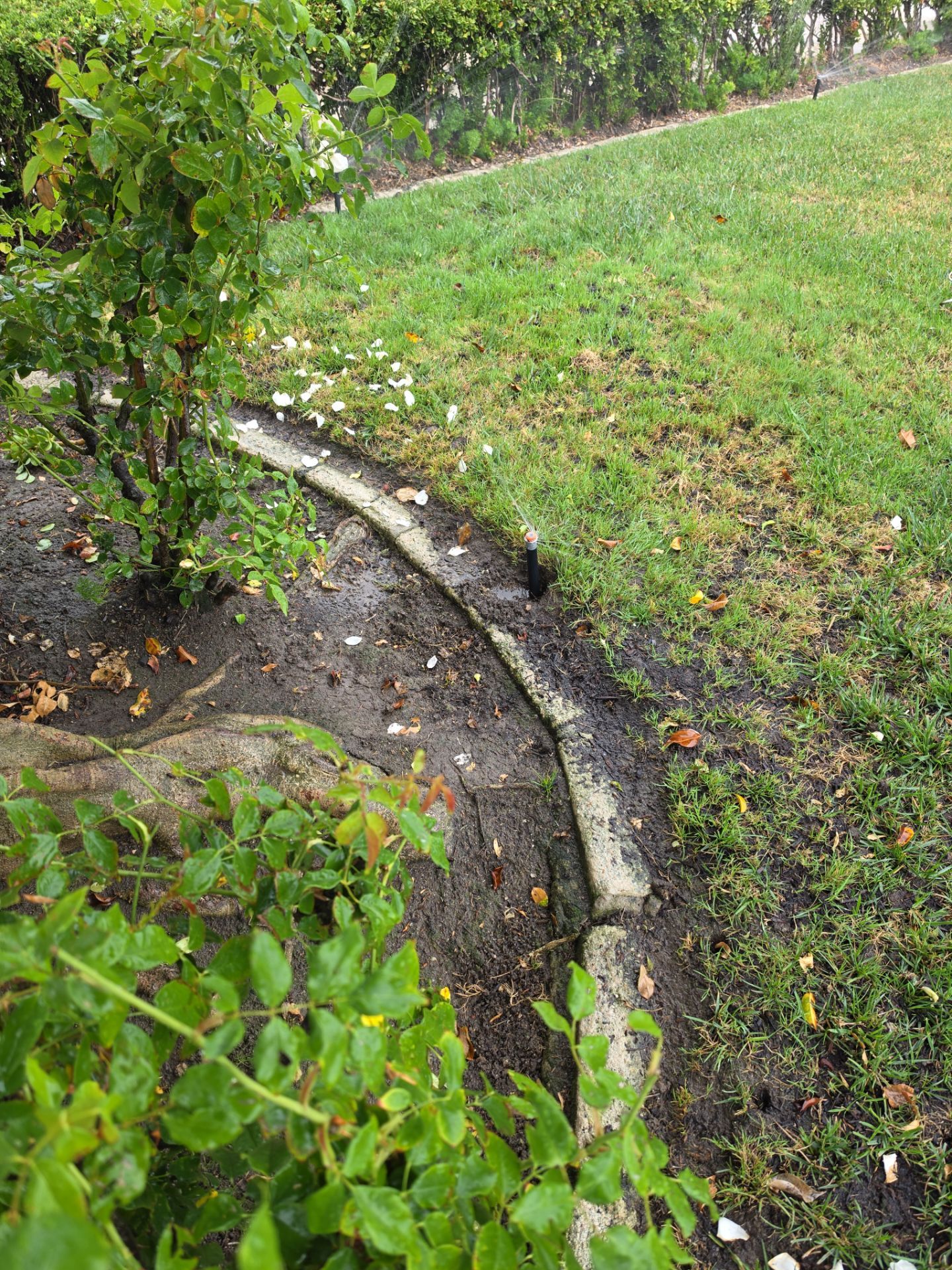 Residential Irrigation System Repair and Pipe Installation in Carlsbad by Yard Techs