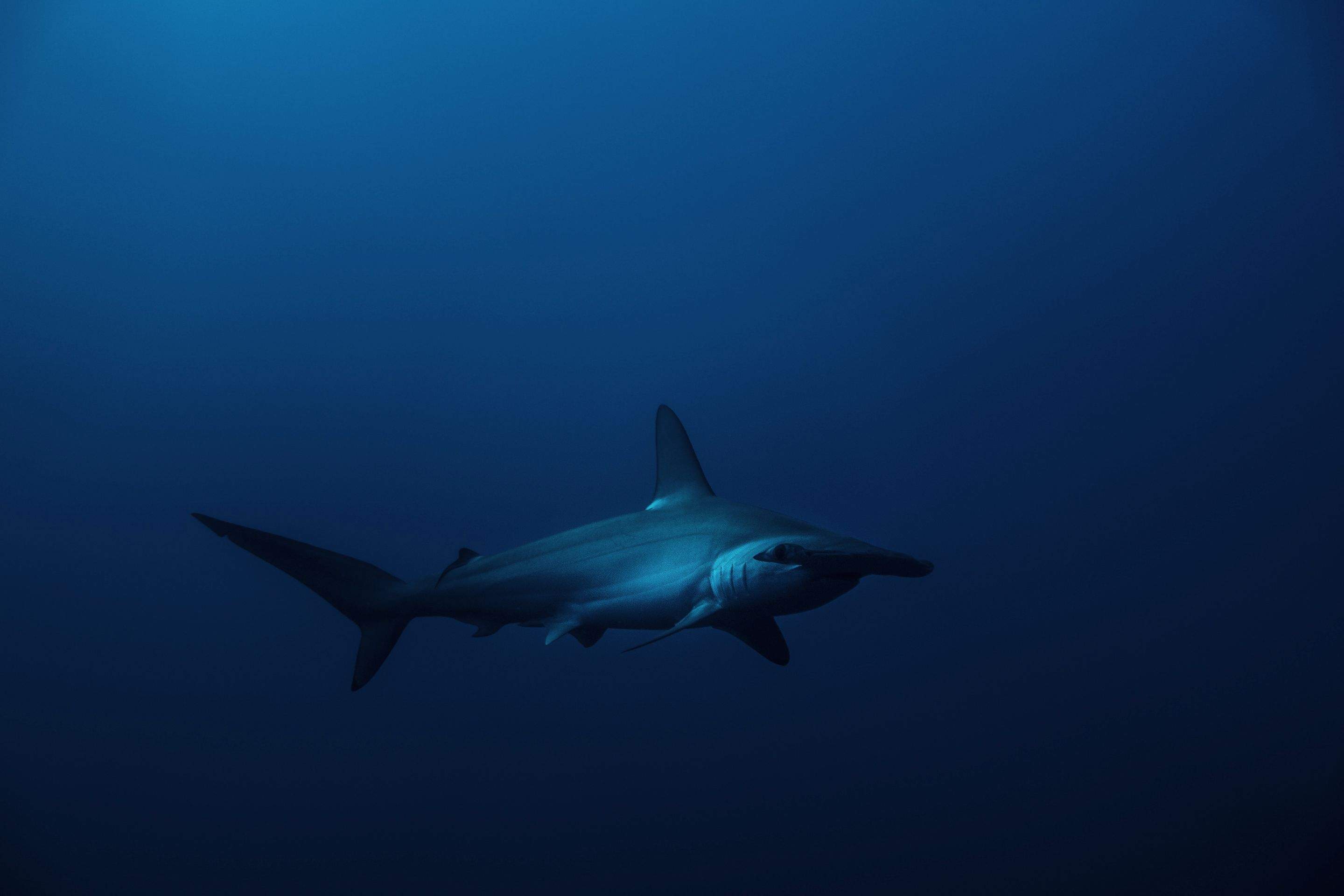 Sharks!!! by CompanyCam