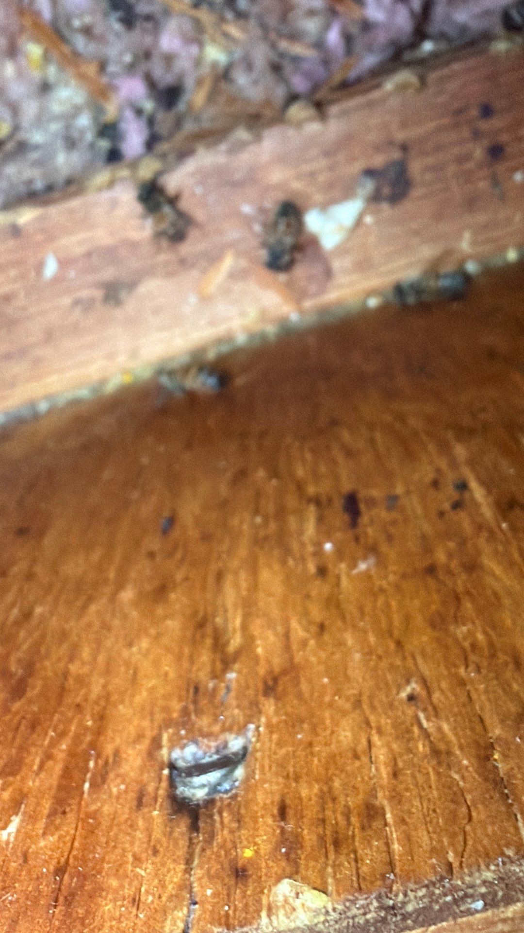 Kitchen ceiling bees by Rockwall Honey Bee Company