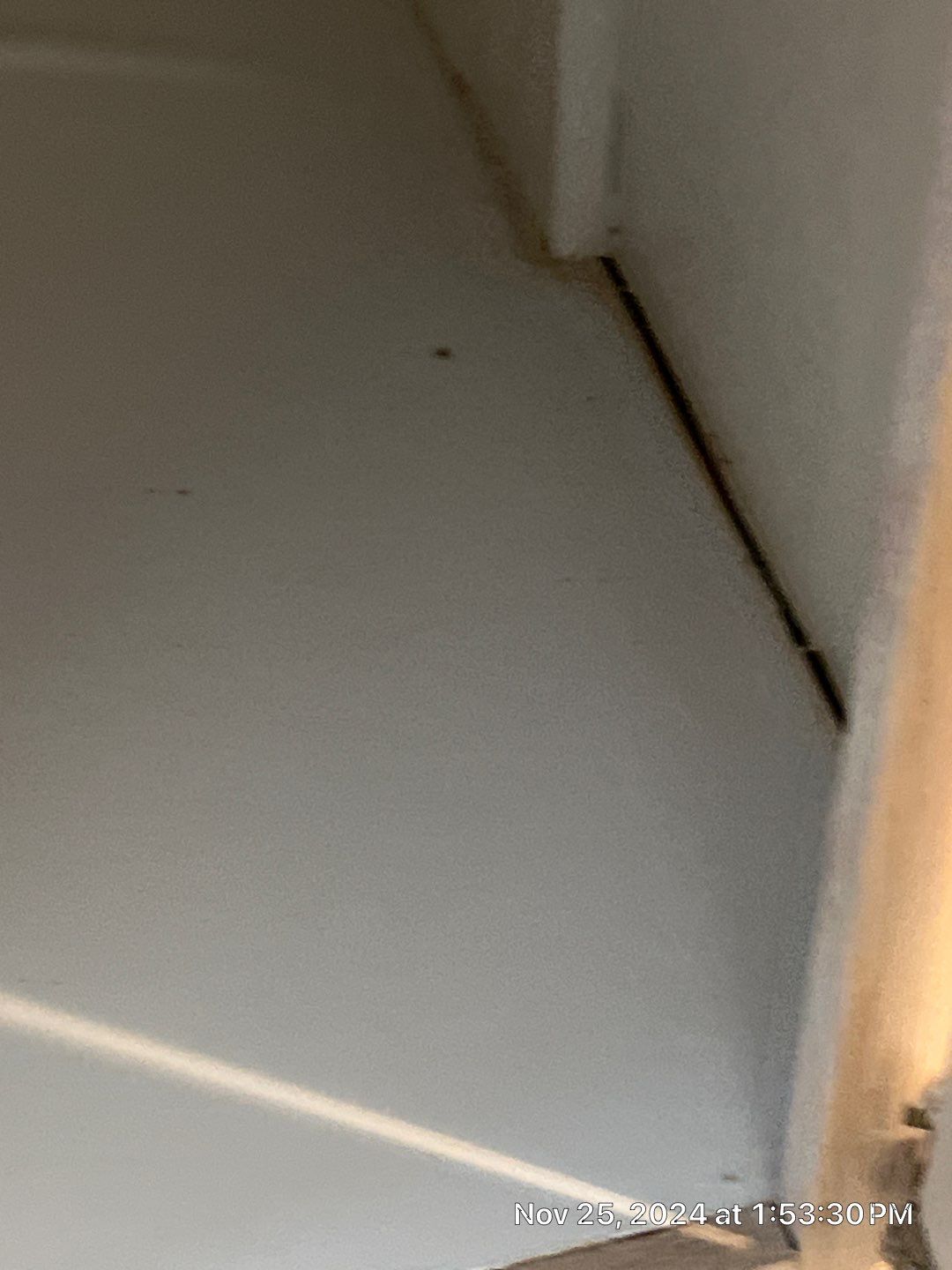 Mold Remediation Palmetto by Ampm Restoration Services 