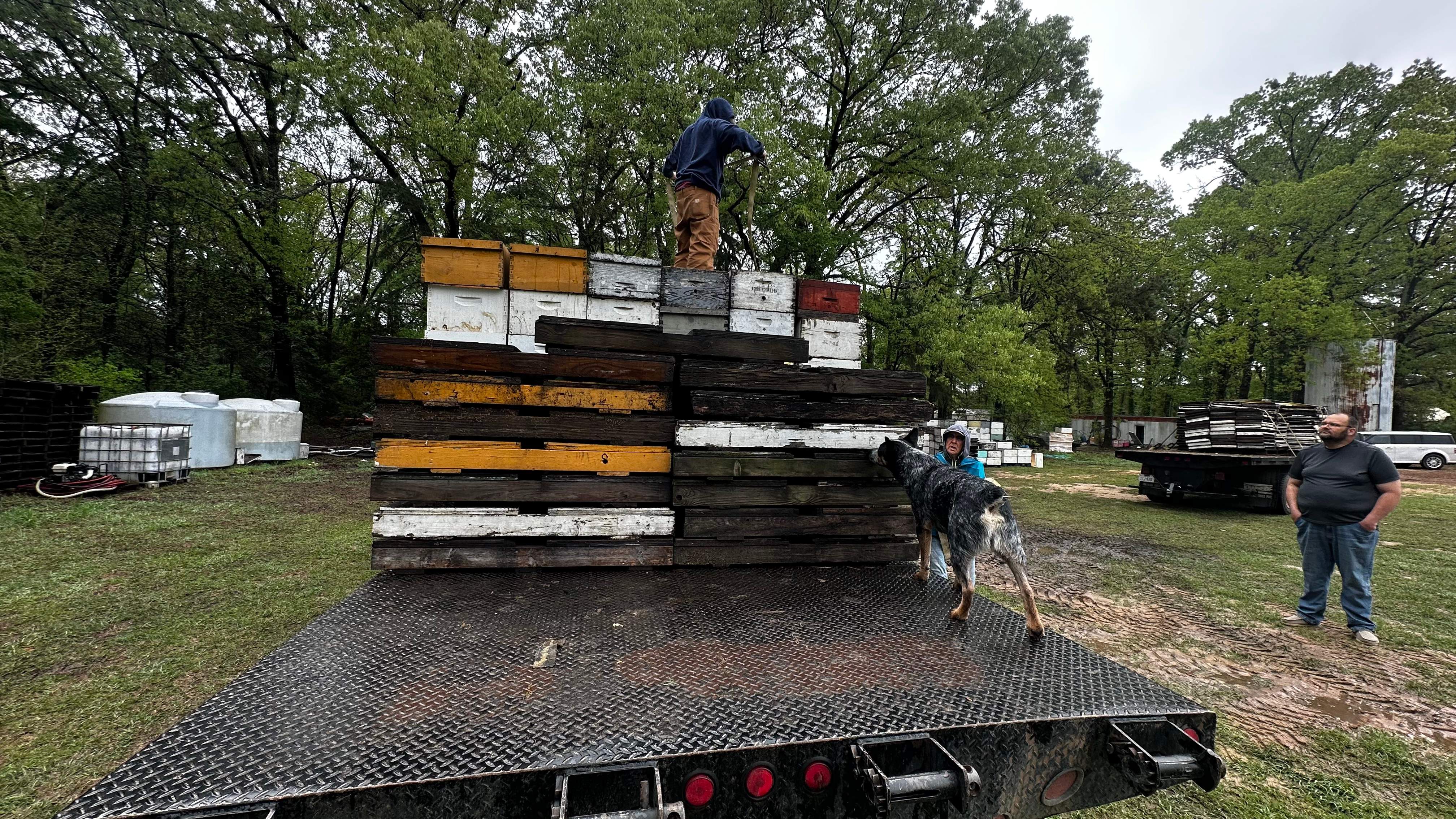 BeeGirl ETX HQ by Rockwall Honey Bee Company