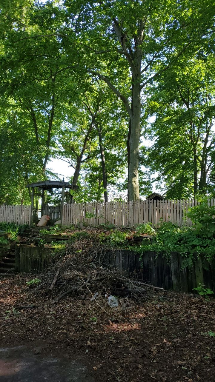 Tree Trimming using Tree Pruing by Mike Jones & Sons Tree Service LLC 