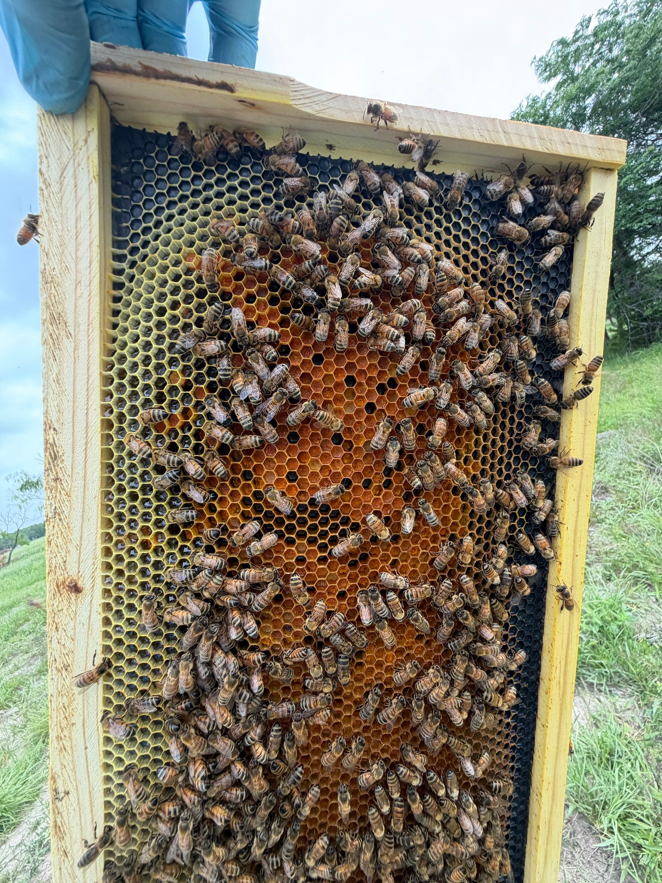 Exemption in Royse City, TX by Rockwall Honey Bee Company