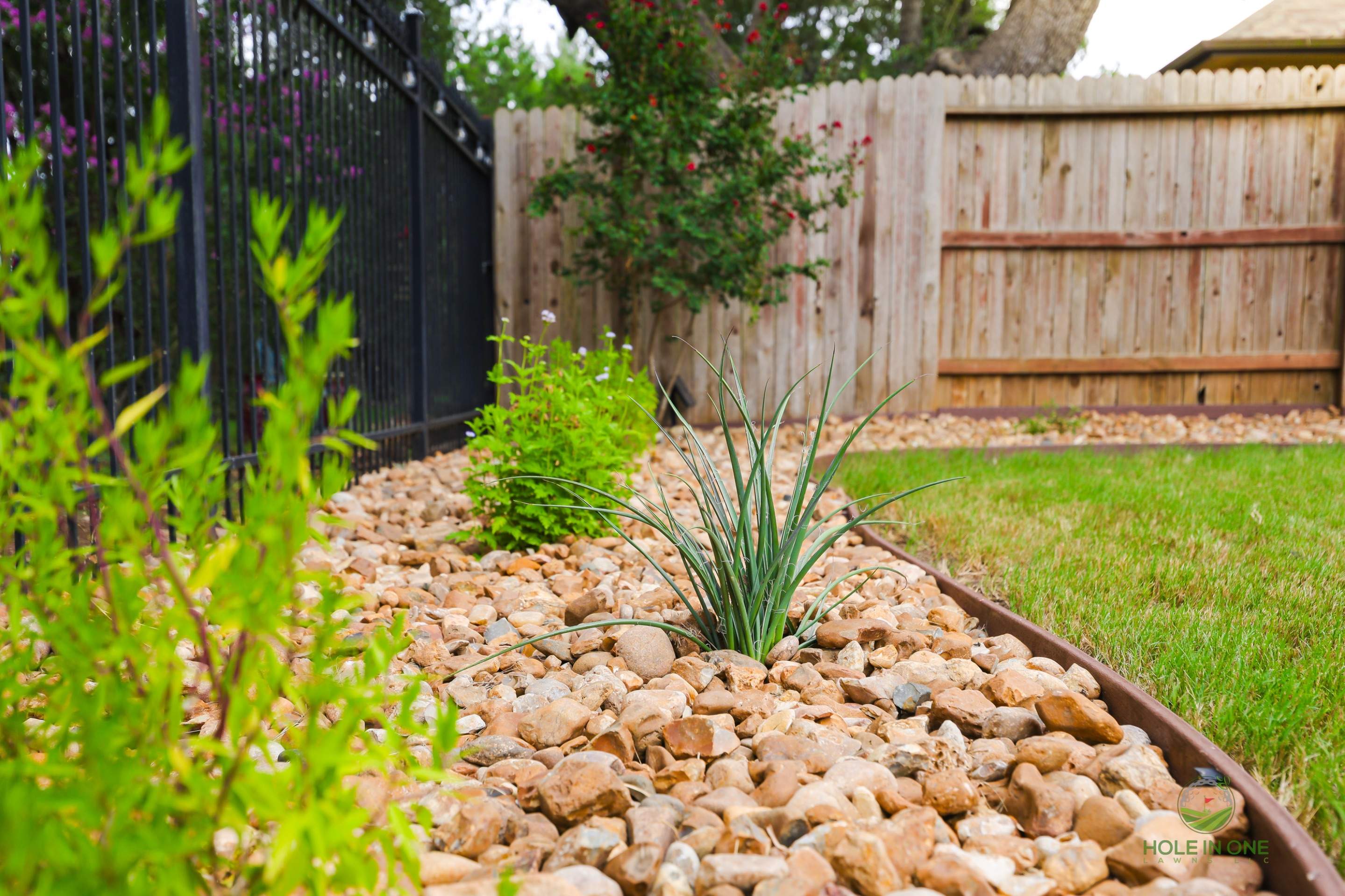 Wortham Oak, San Antonio Tx. by Hole In One Lawns, LLC