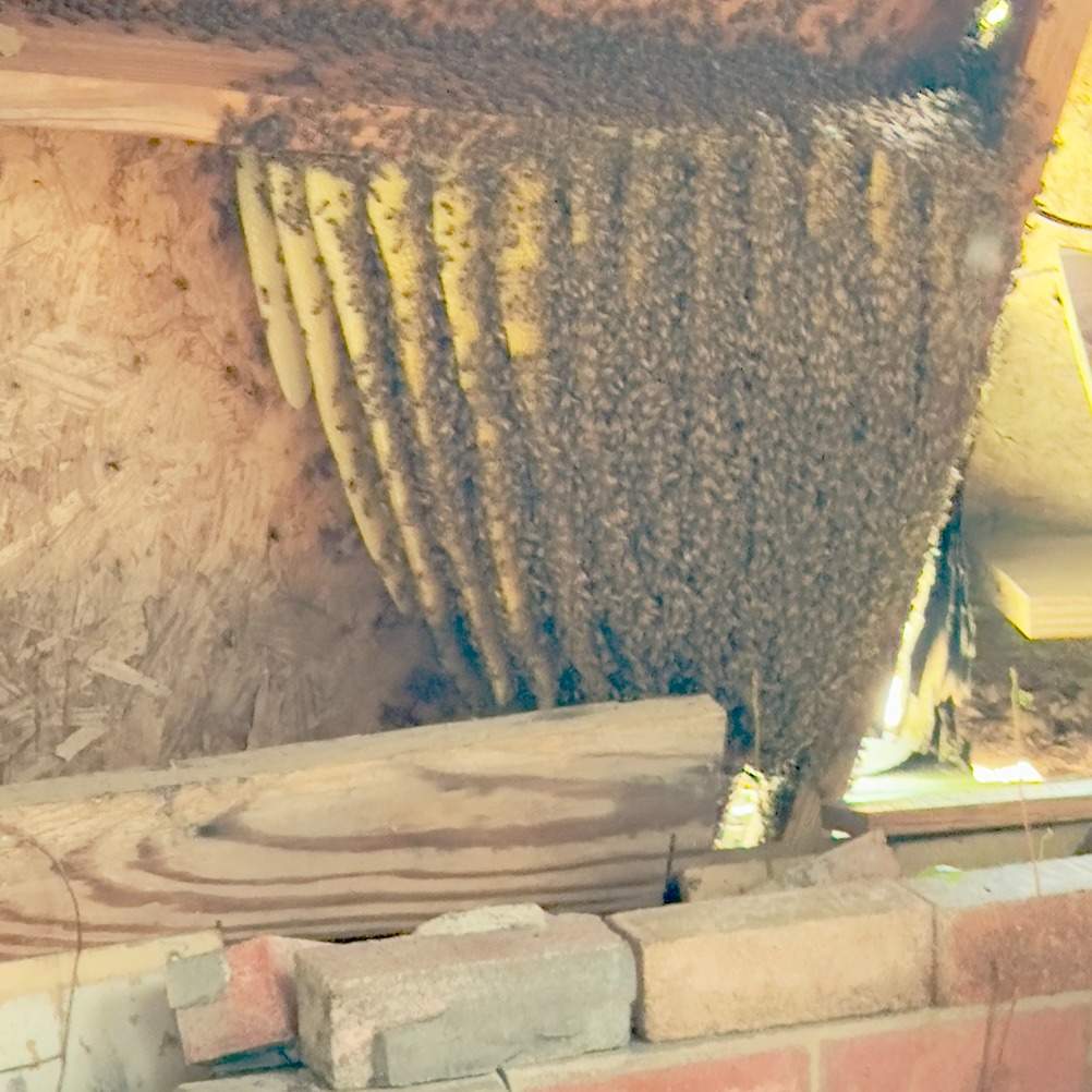 Open Air Garage Beesli by Rockwall Honey Bee Company