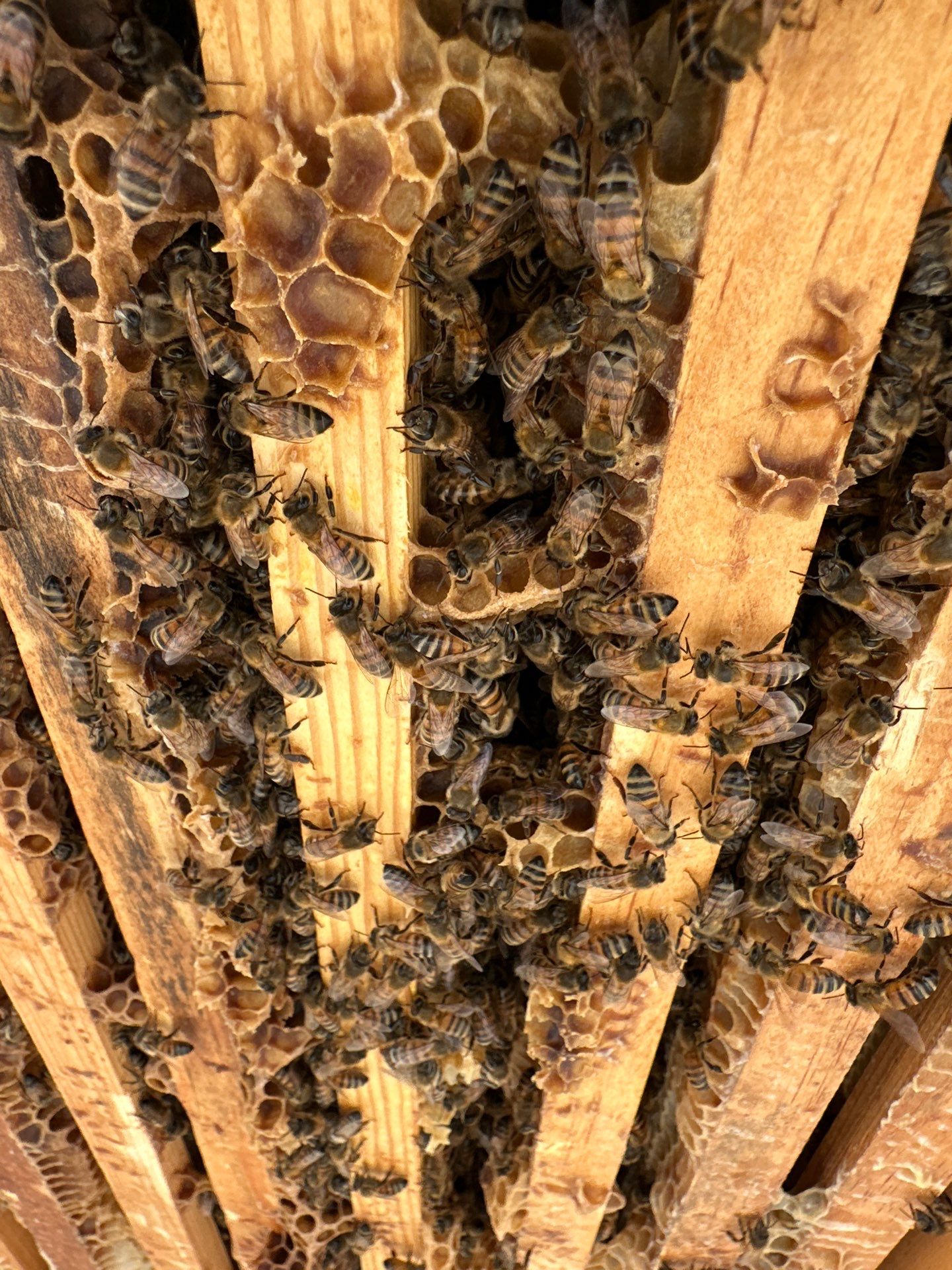 Rooftop Bees in Frisco by Rockwall Honey Bee Company