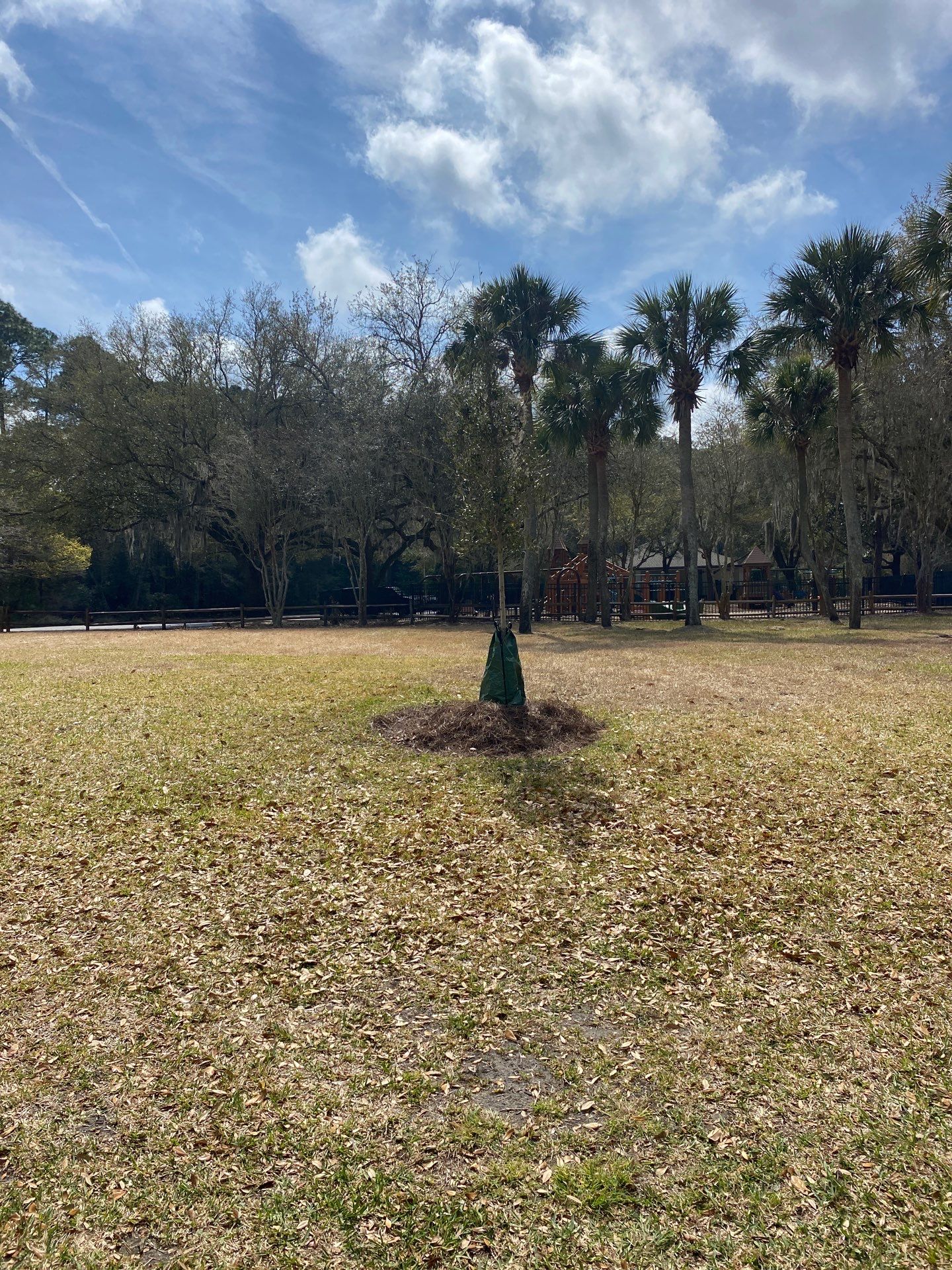 Deerwood Resident | Tree Install by ProGreen Services