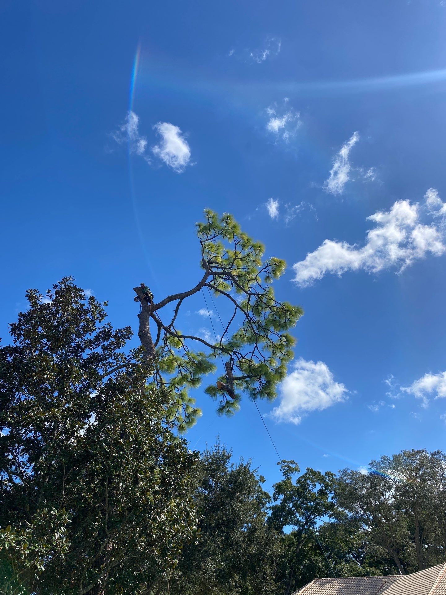 Deerwood Resident | Tree Removal by ProGreen Services