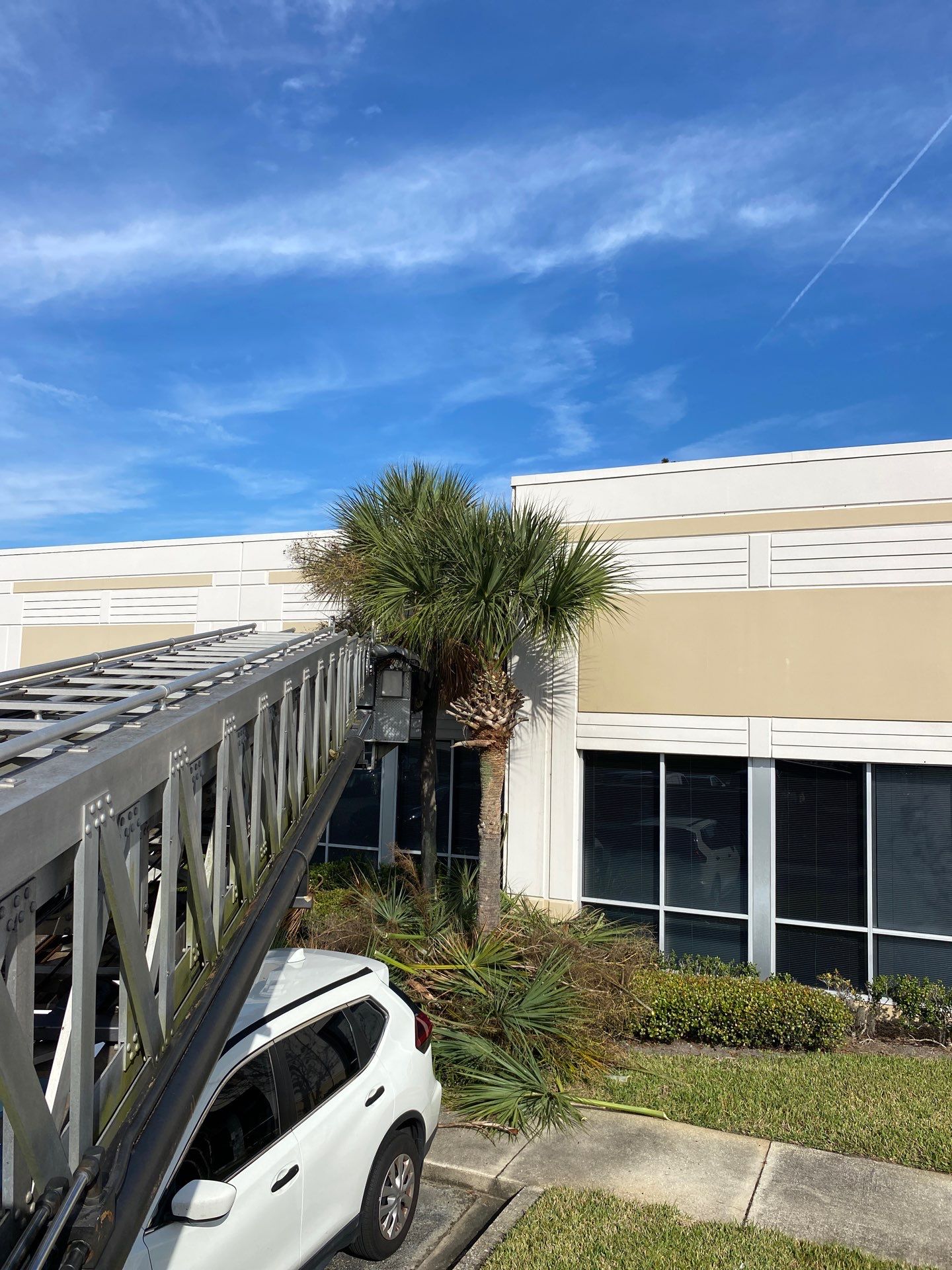 Tree & Palm Trimming | Commercial Property by ProGreen Services