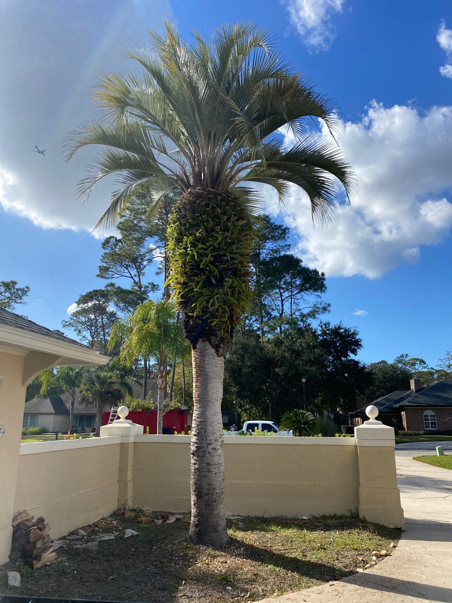 Deerwood Resident | Tree Removal & Palm Trimming by ProGreen Services