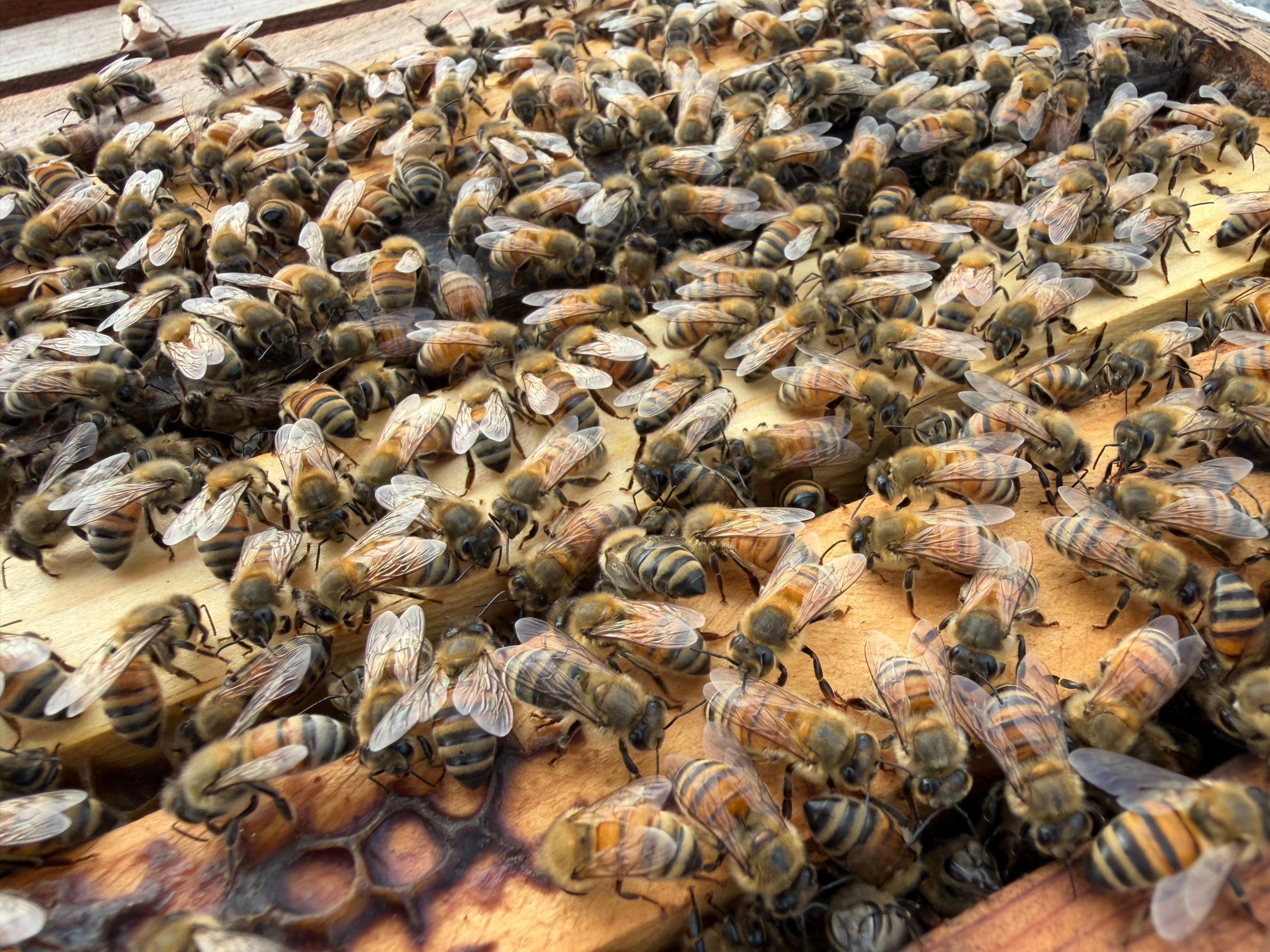 Momma K’s apiary by Rockwall Honey Bee Company