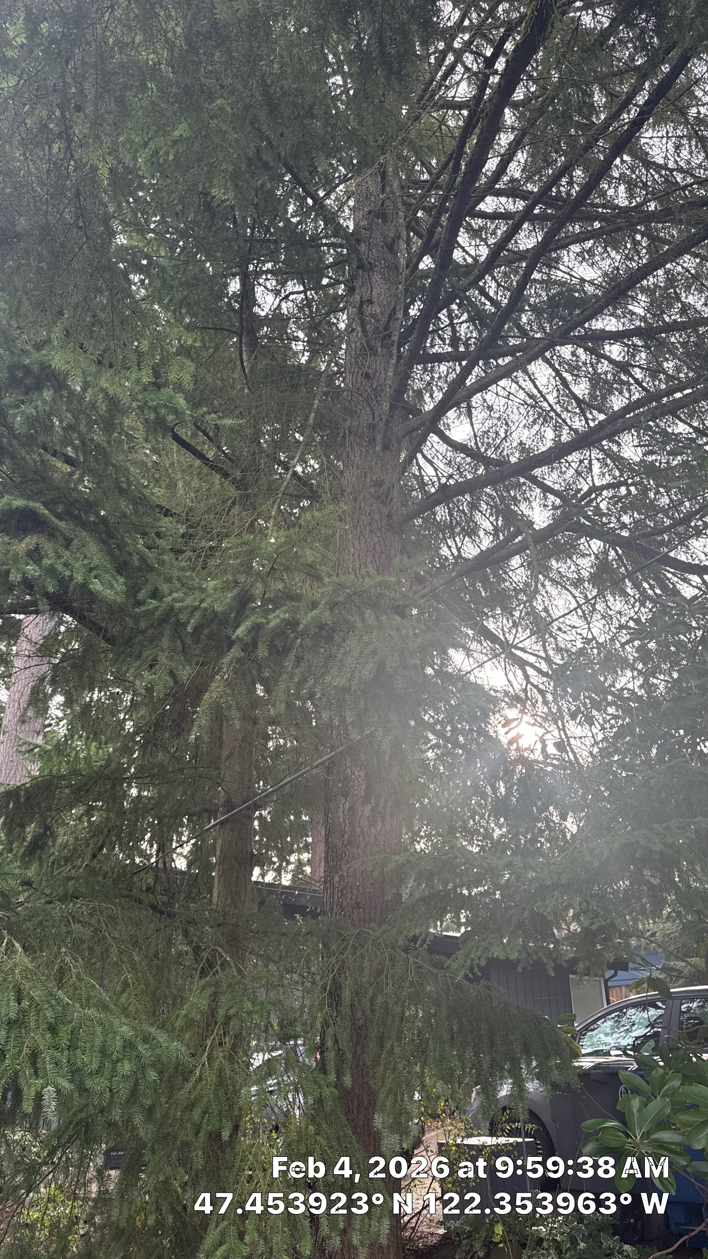 Hazard Pruning of Large Fir Trees in Burien, WA by Sound Tree Care LLC